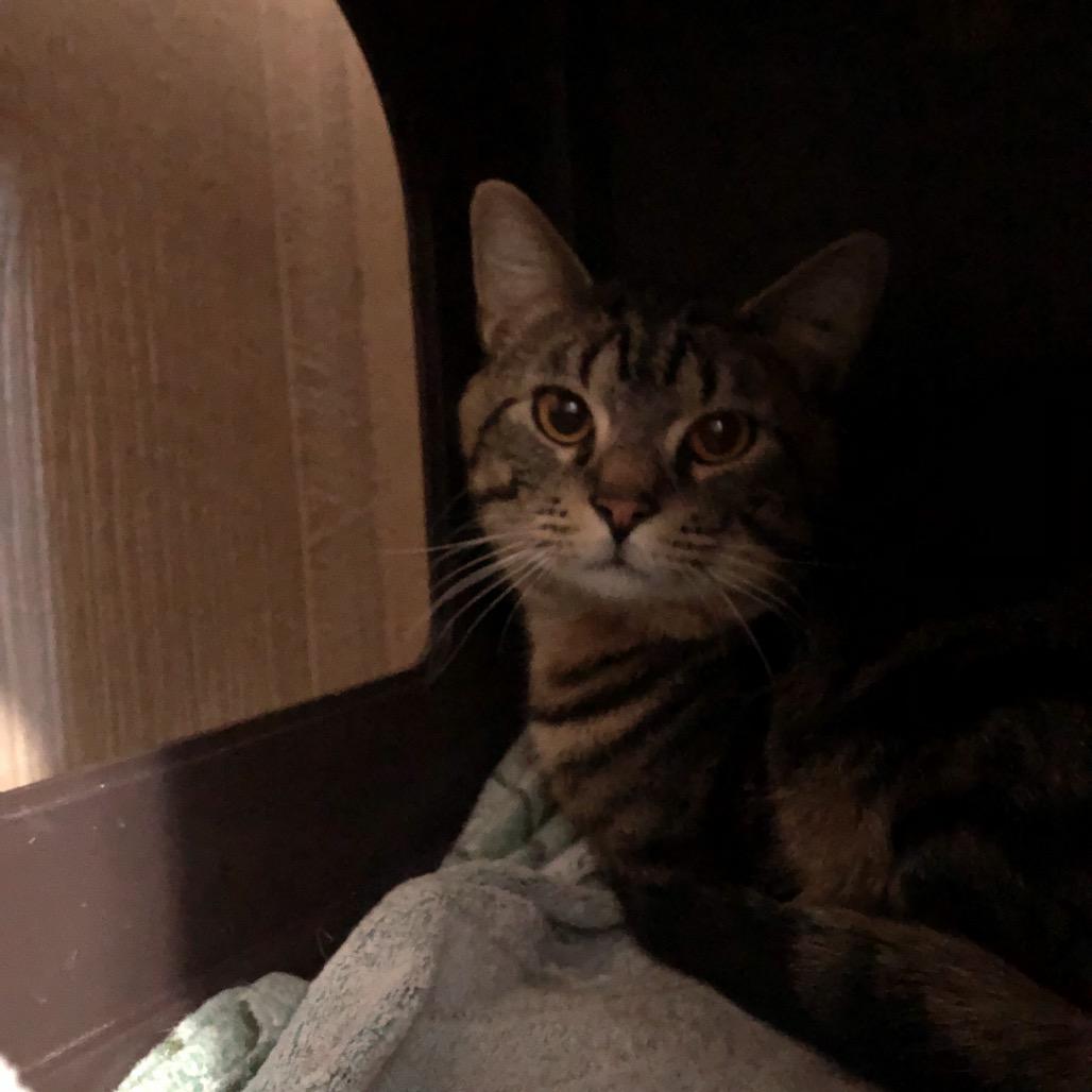 Enlarge Merlot, a Adoptable Domestic Short Hair in Marion, IL image 3/3