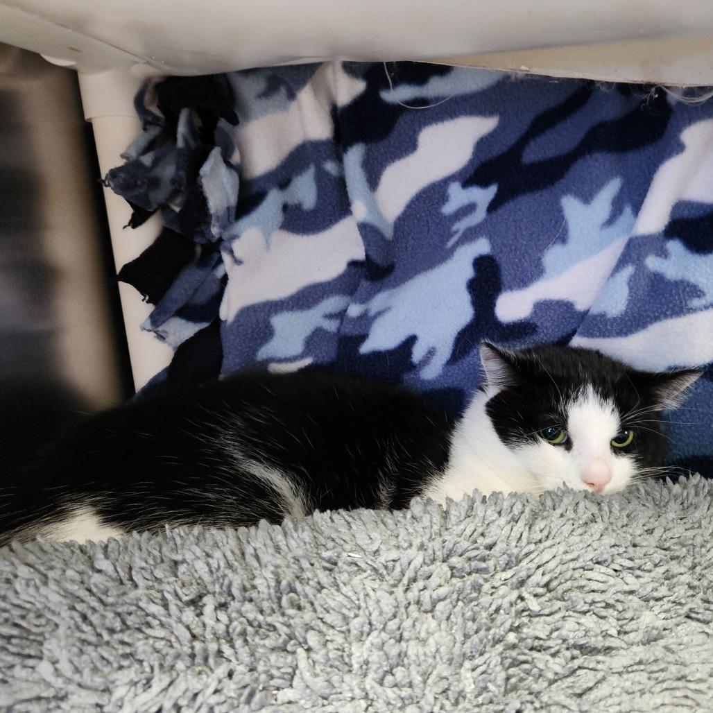Enlarge Panda, a Adoptable Domestic Short Hair in Grand Rapids, MI image 1/3