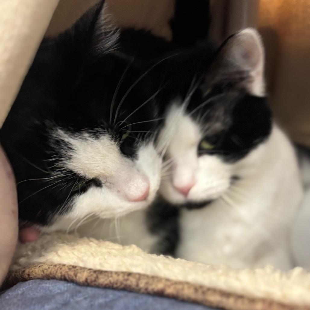 Panda, Adoptable, Young Male Domestic Short Hair.