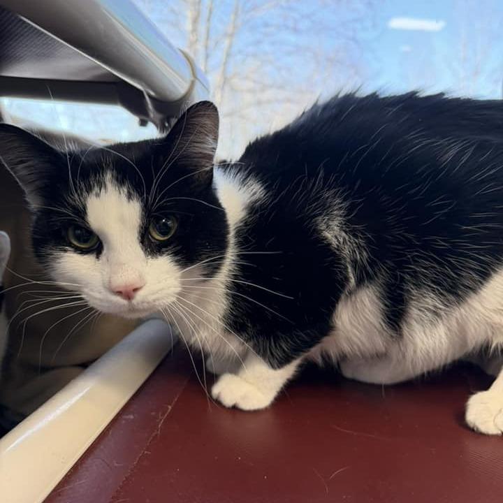 Enlarge Panda, a Adoptable Domestic Short Hair in Grand Rapids, MI image 2/3