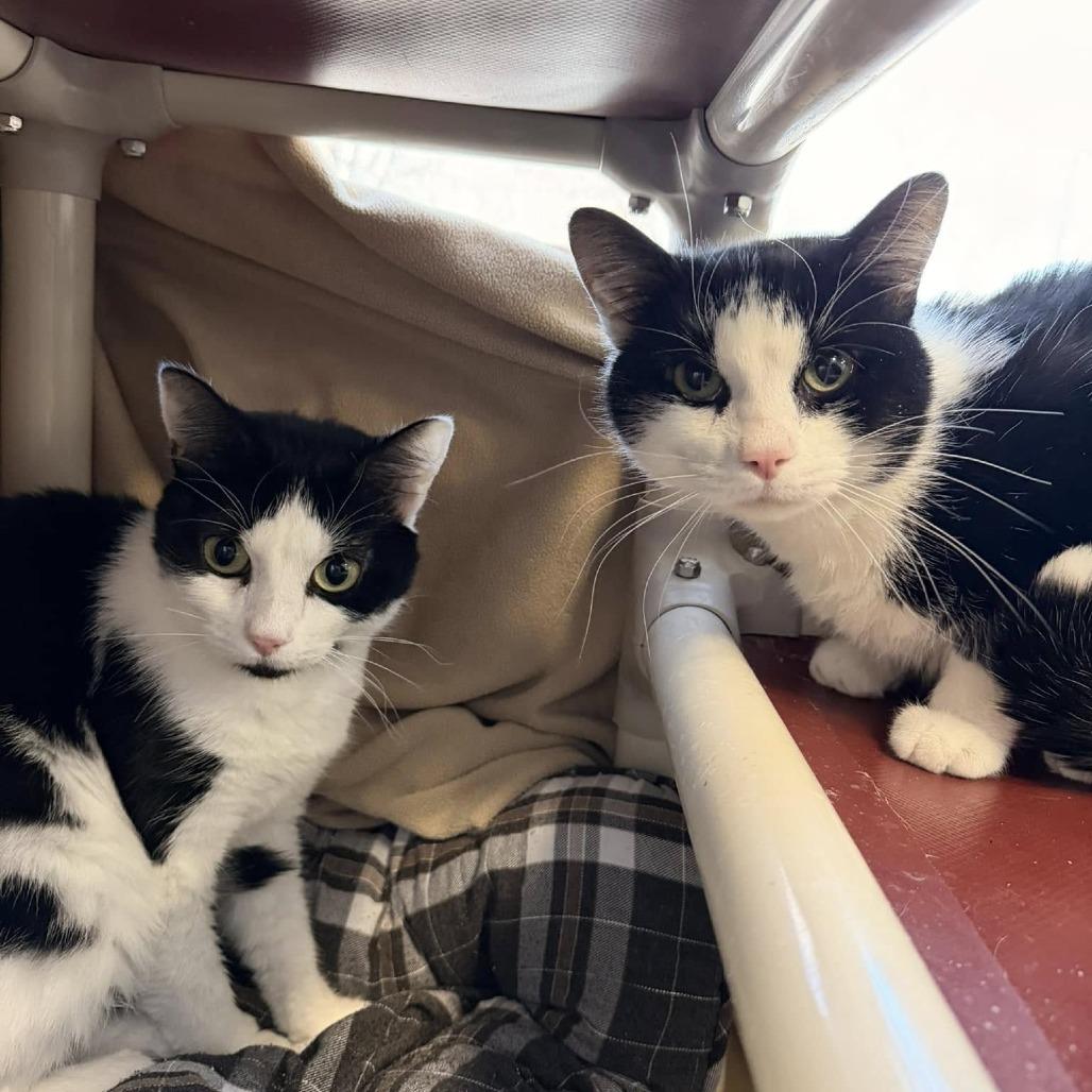 Enlarge Panda, a Adoptable Domestic Short Hair in Grand Rapids, MI image 3/3