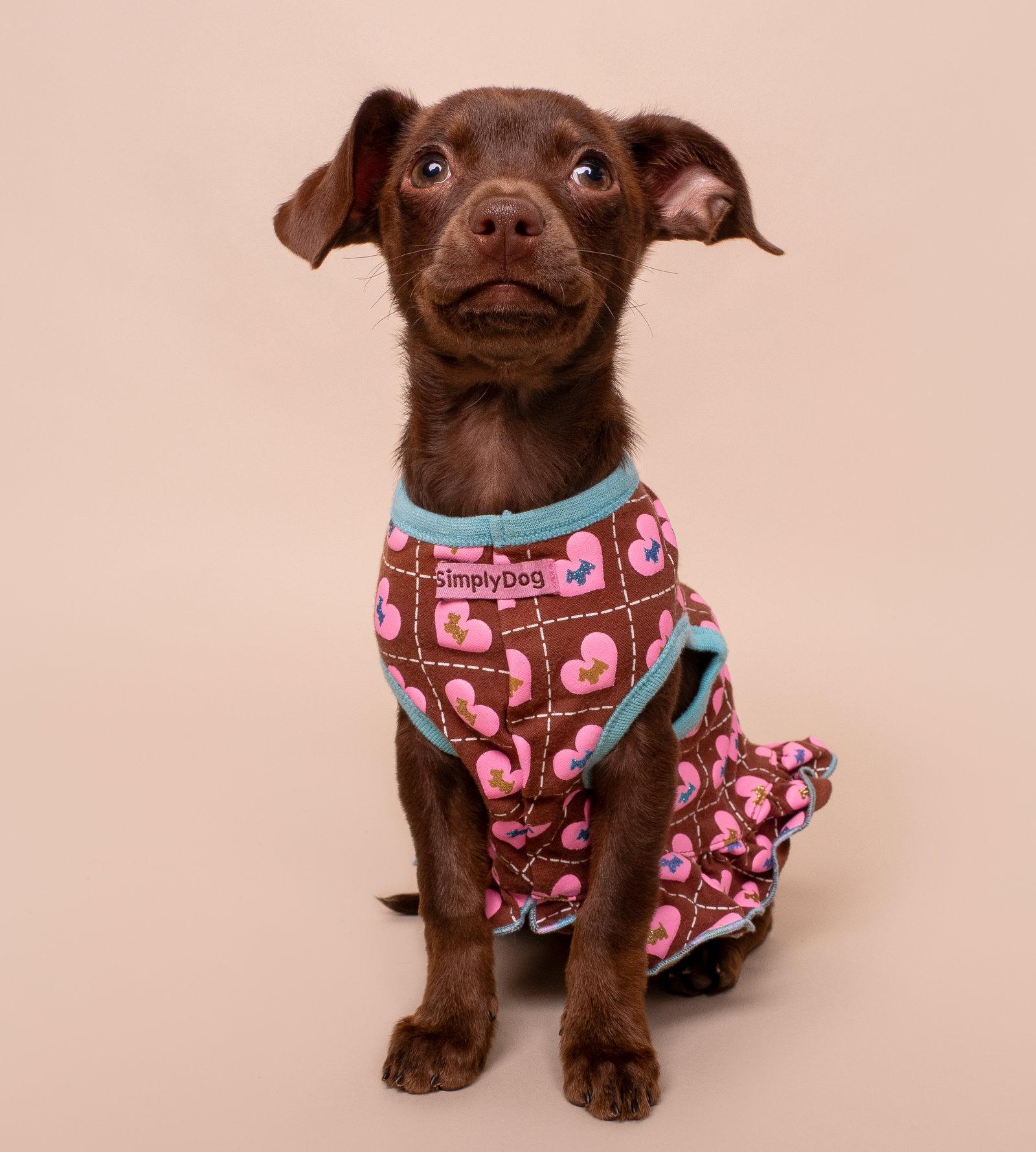 Fancy, a Adopted Chihuahua in Palo Alto, CA image 1/3