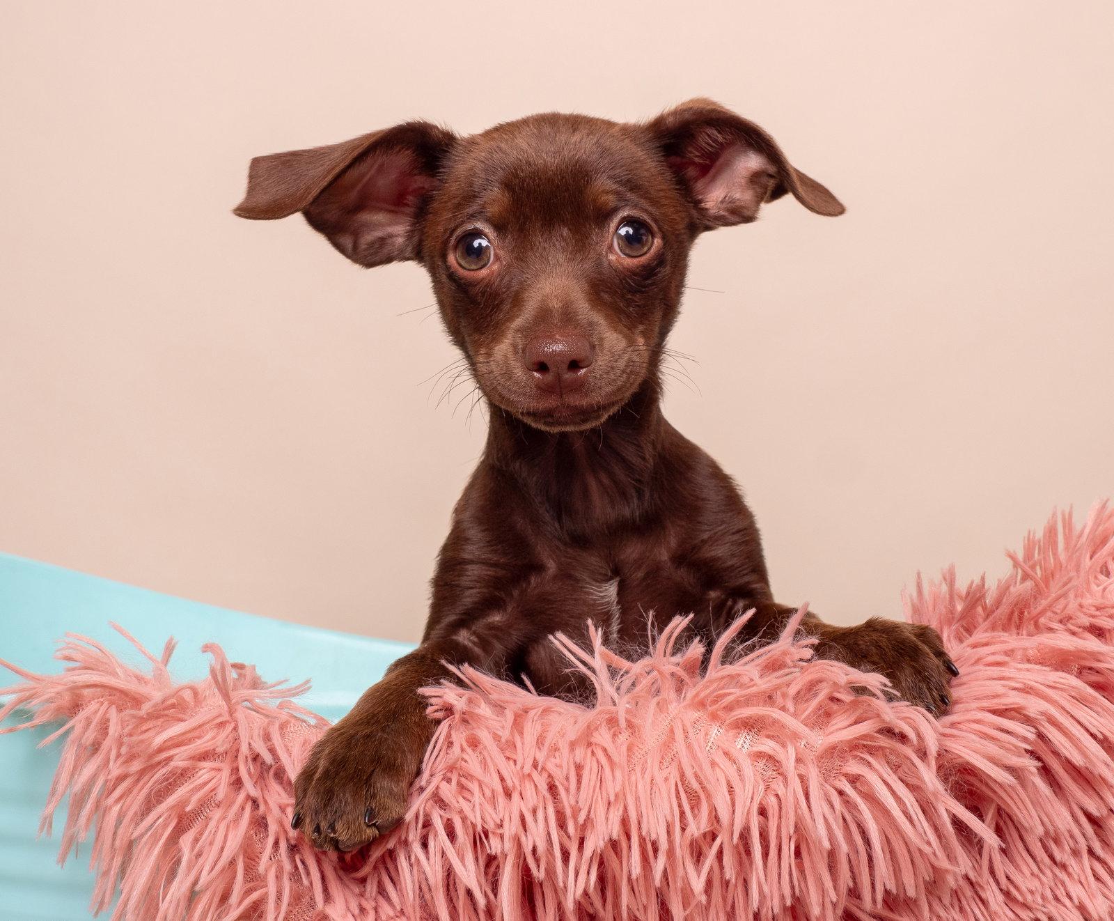 Fancy, a Adopted Chihuahua in Palo Alto, CA image 2/3