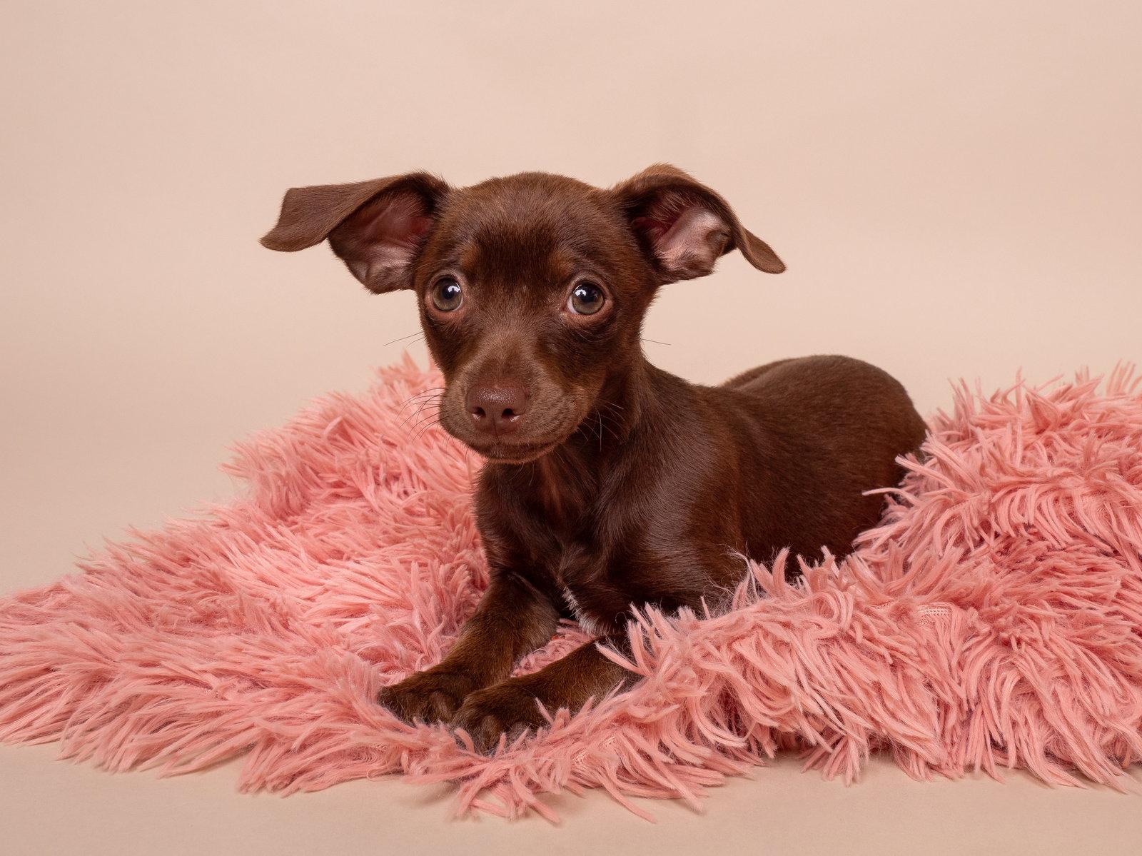 Fancy, a Adopted Chihuahua in Palo Alto, CA image 3/3