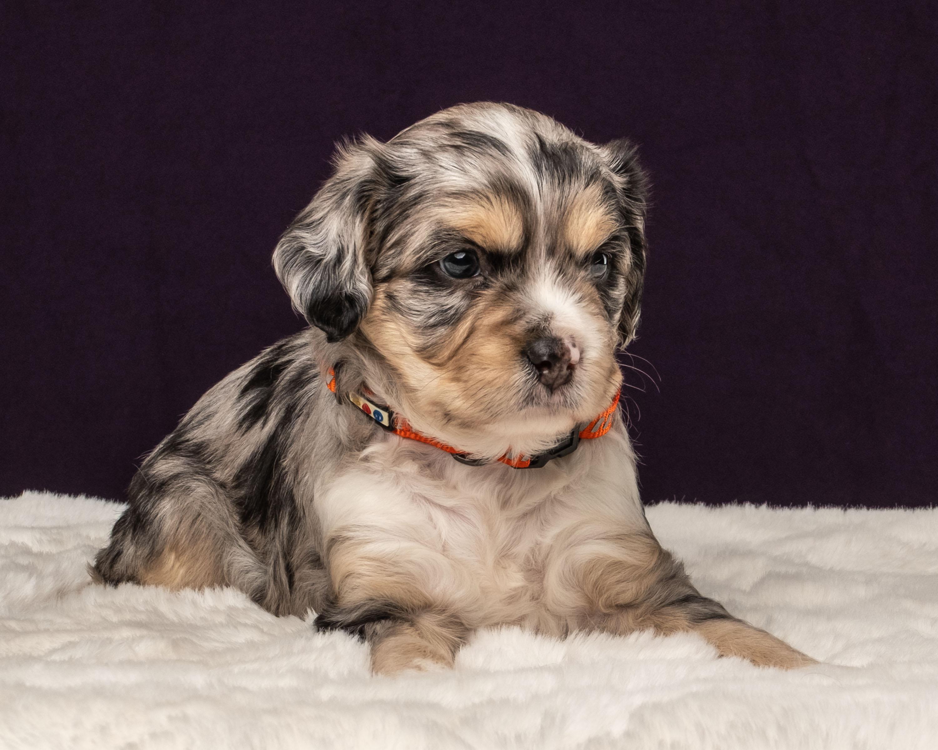 Kepler, a Adoptable mixed breed in Aiken, SC image 4/5