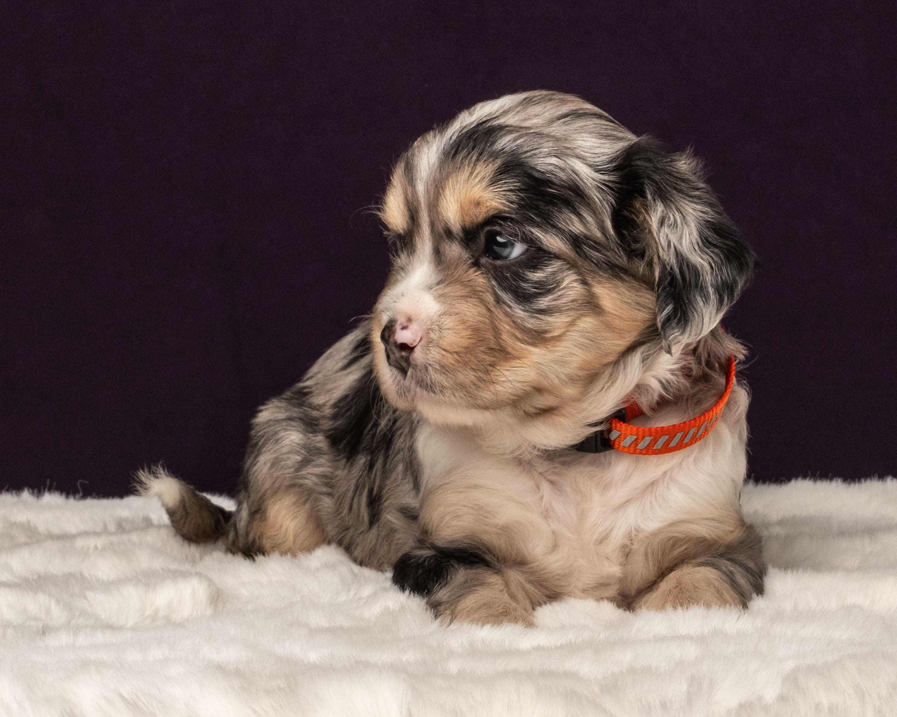 Kepler, a Adoptable mixed breed in Aiken, SC image 3/5