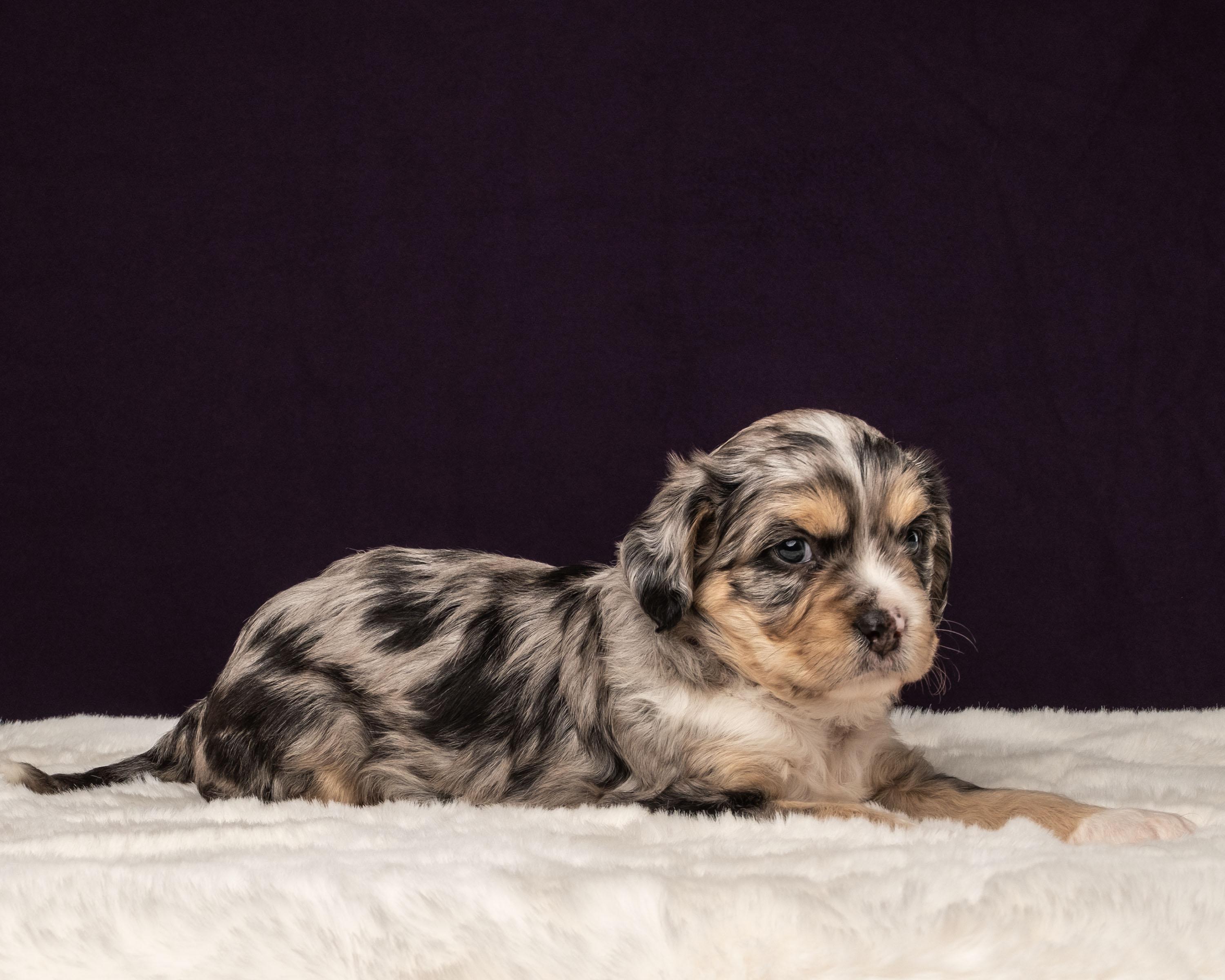 Kepler, a Adoptable mixed breed in Aiken, SC image 2/5