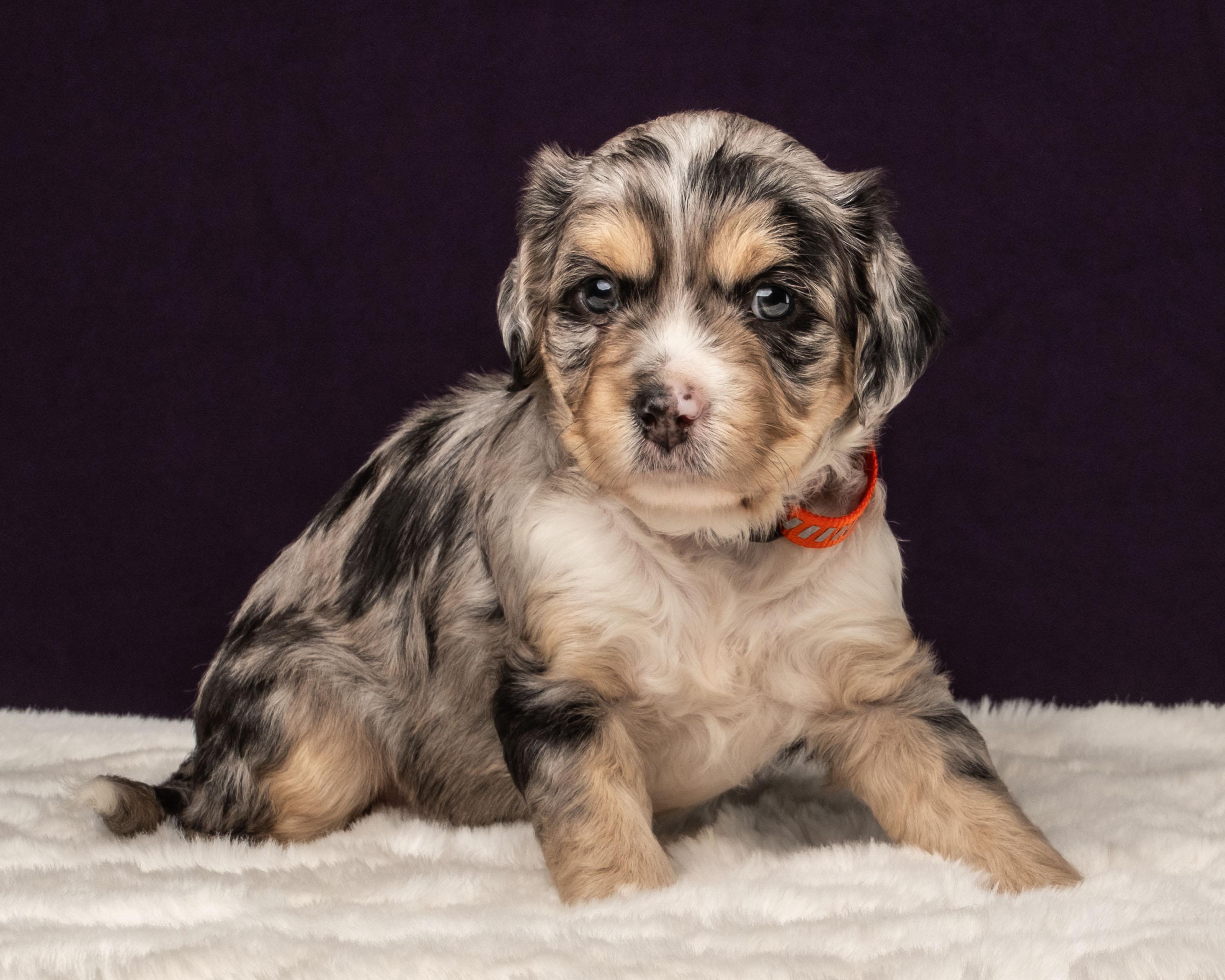 Kepler, Adoptable, Puppy Male Shih Tzu & Chihuahua.