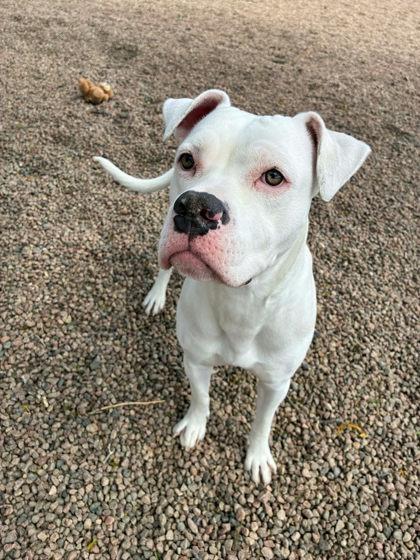 Baby, adoptable, Adult Female Pit Bull Terrier.