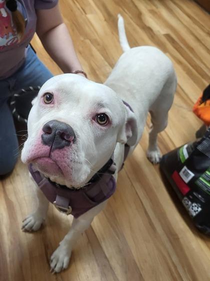 Enlarge Baby, a ADOPTABLE mixed breed in Canon City, CO image 1/1