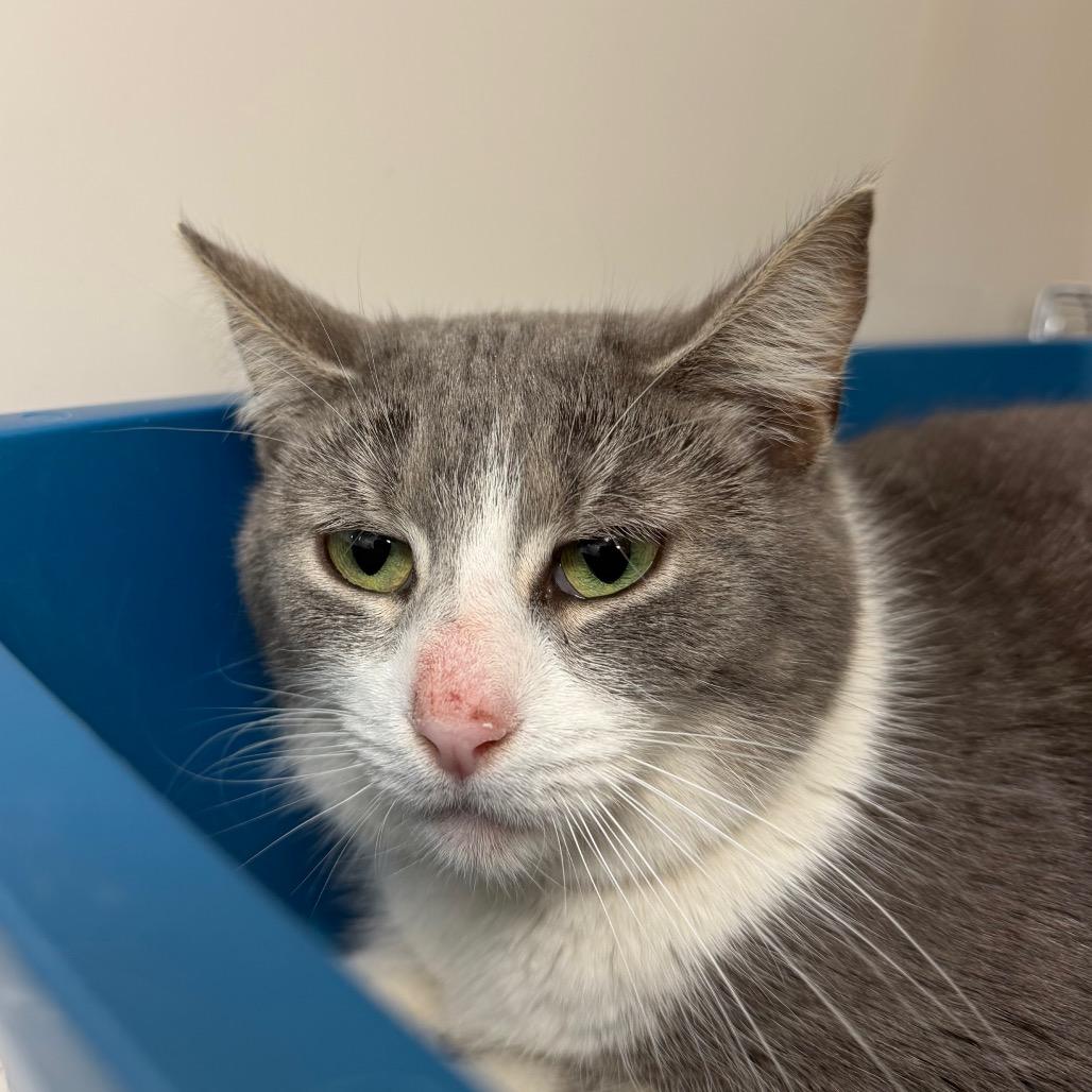 Bucket, Adoptable, Adult Female Domestic Short Hair.