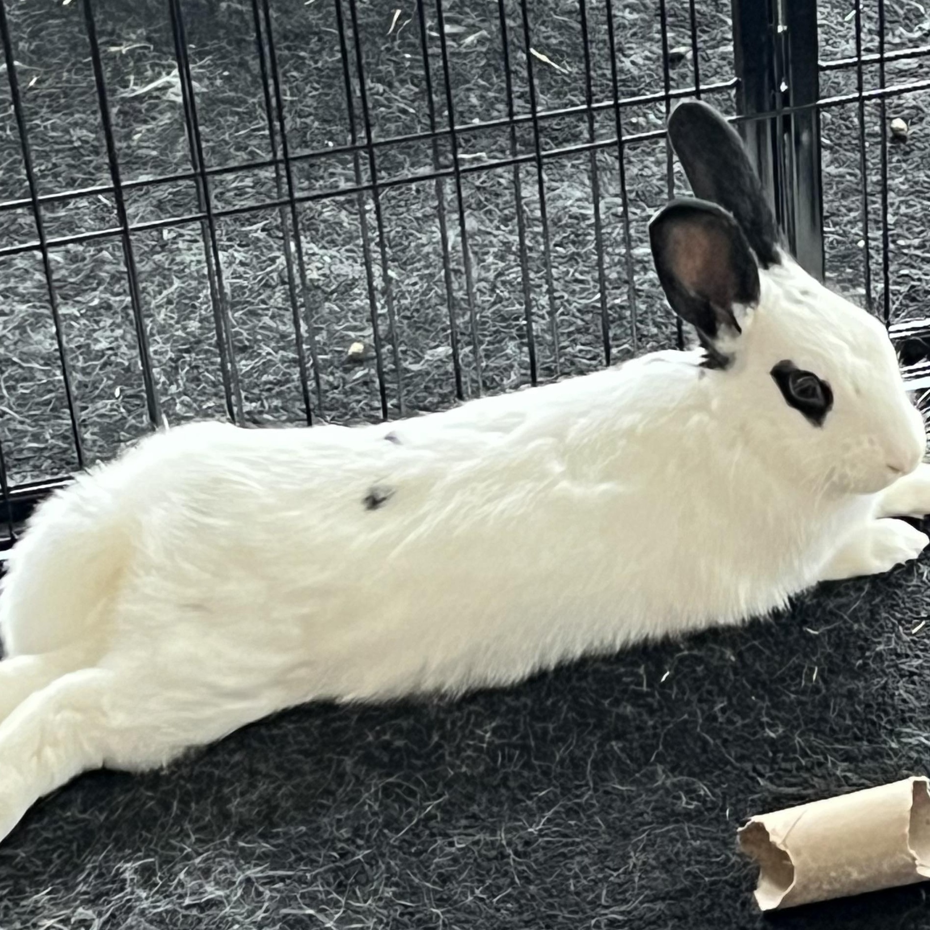 Thumper, Young Male Hotot