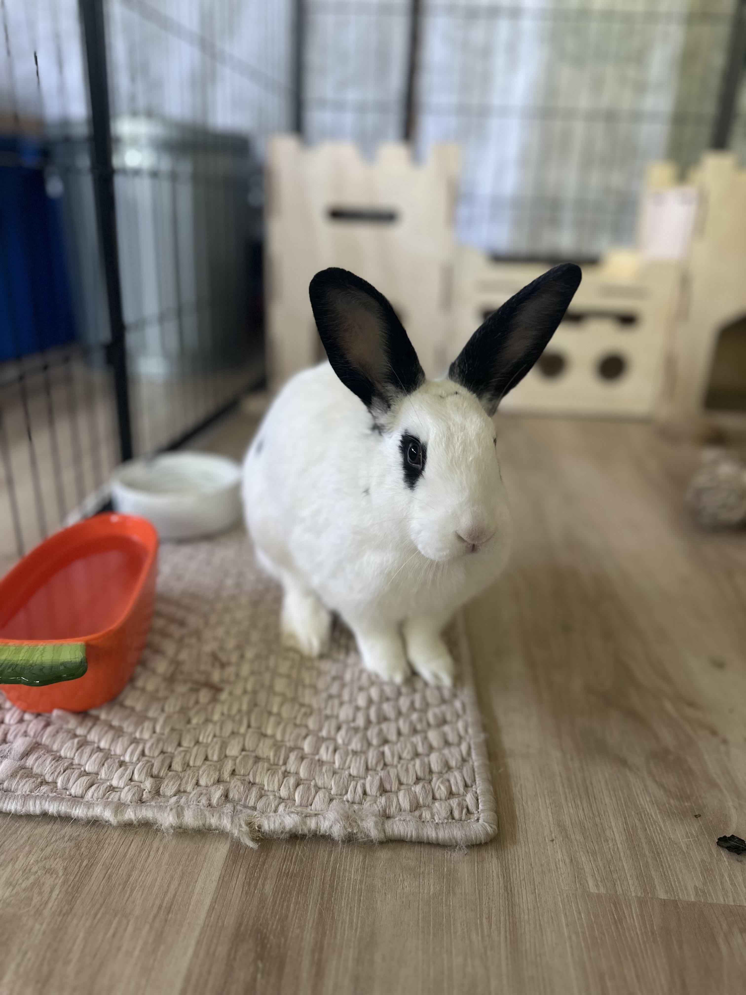 Thumper photo 4