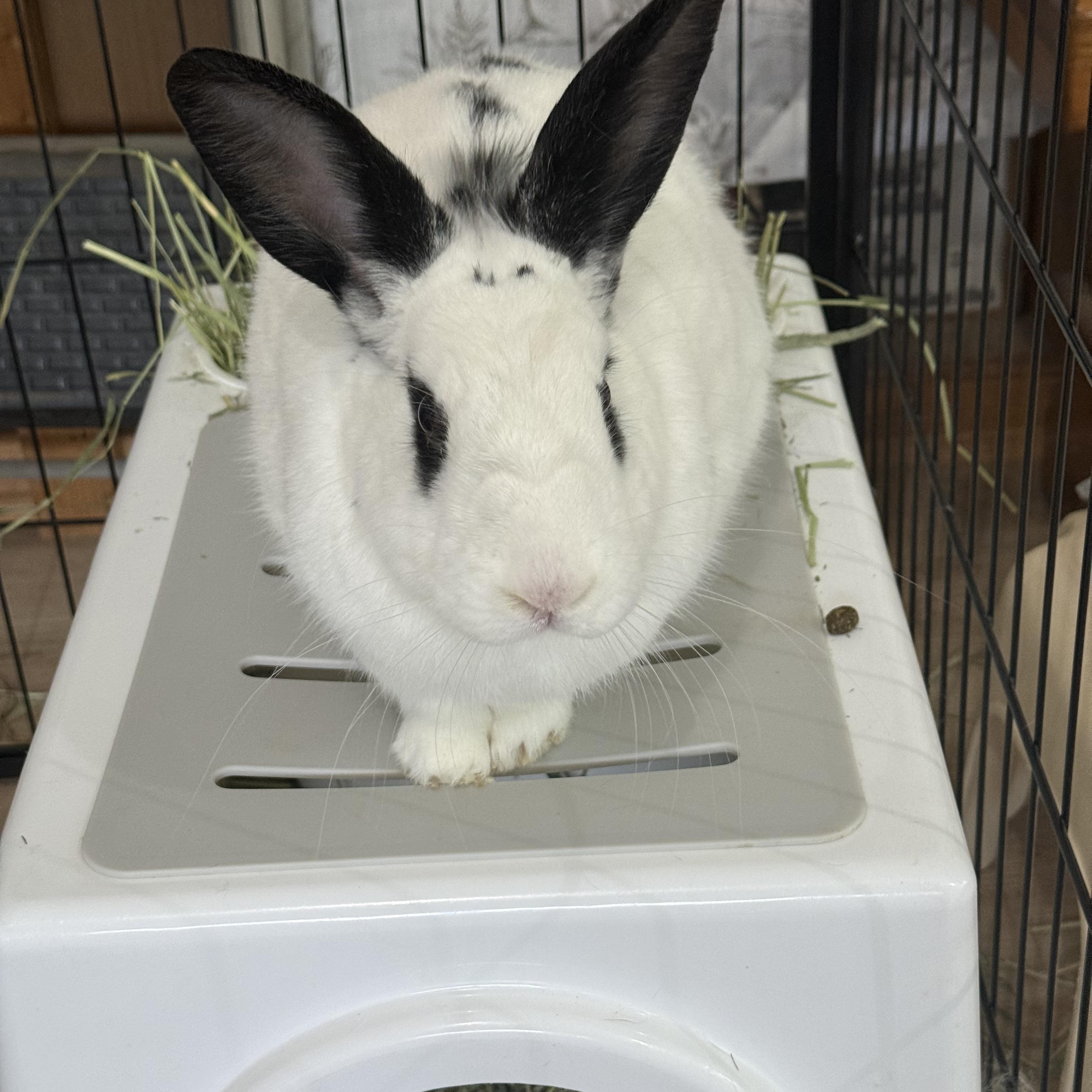 Thumper, a Adoptable mixed breed in Frederick, MD image 5/6