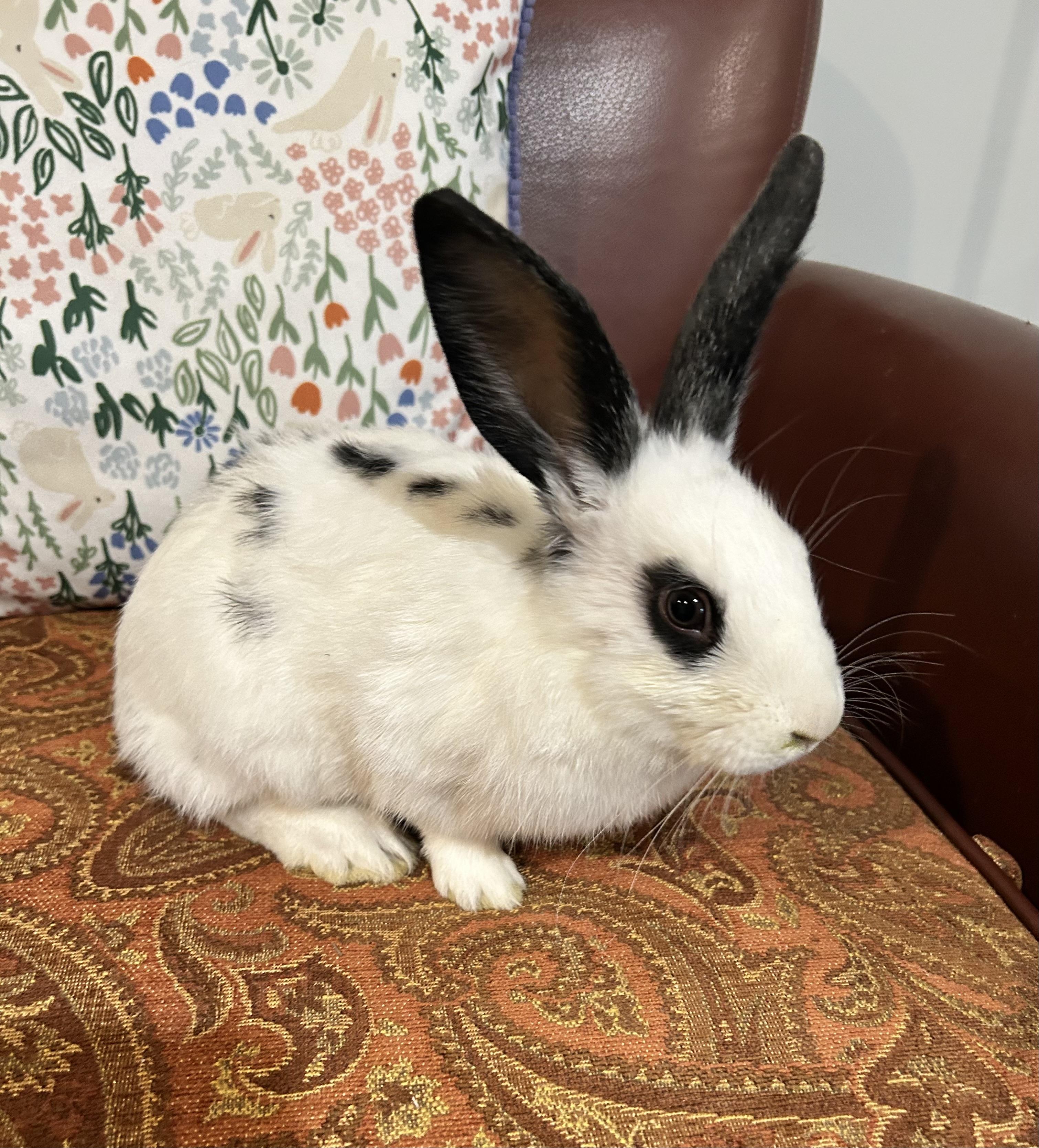 Thumper, a Adoptable mixed breed in Frederick, MD image 4/5