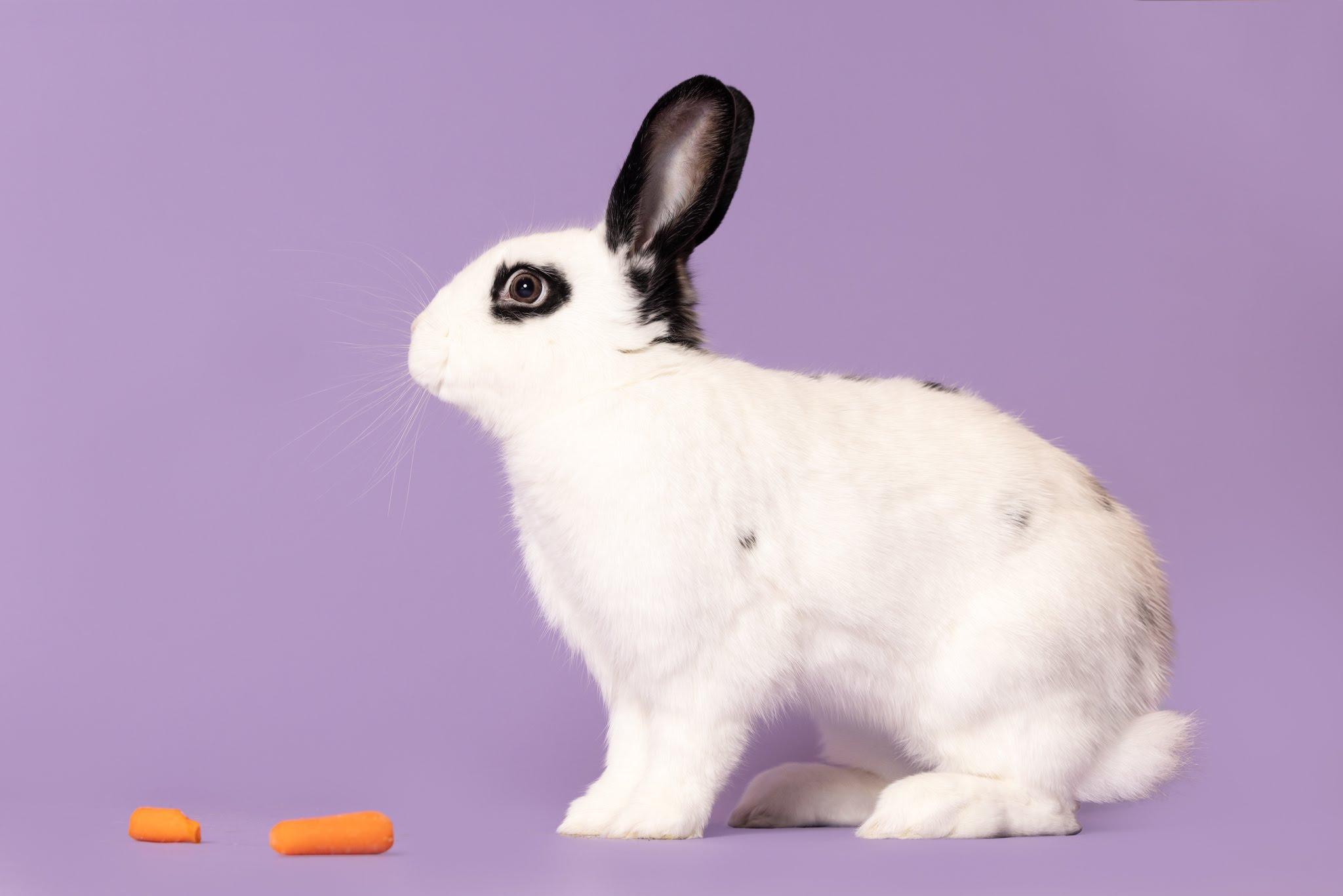 Thumper, a Adoptable mixed breed in Frederick, MD image 2/5