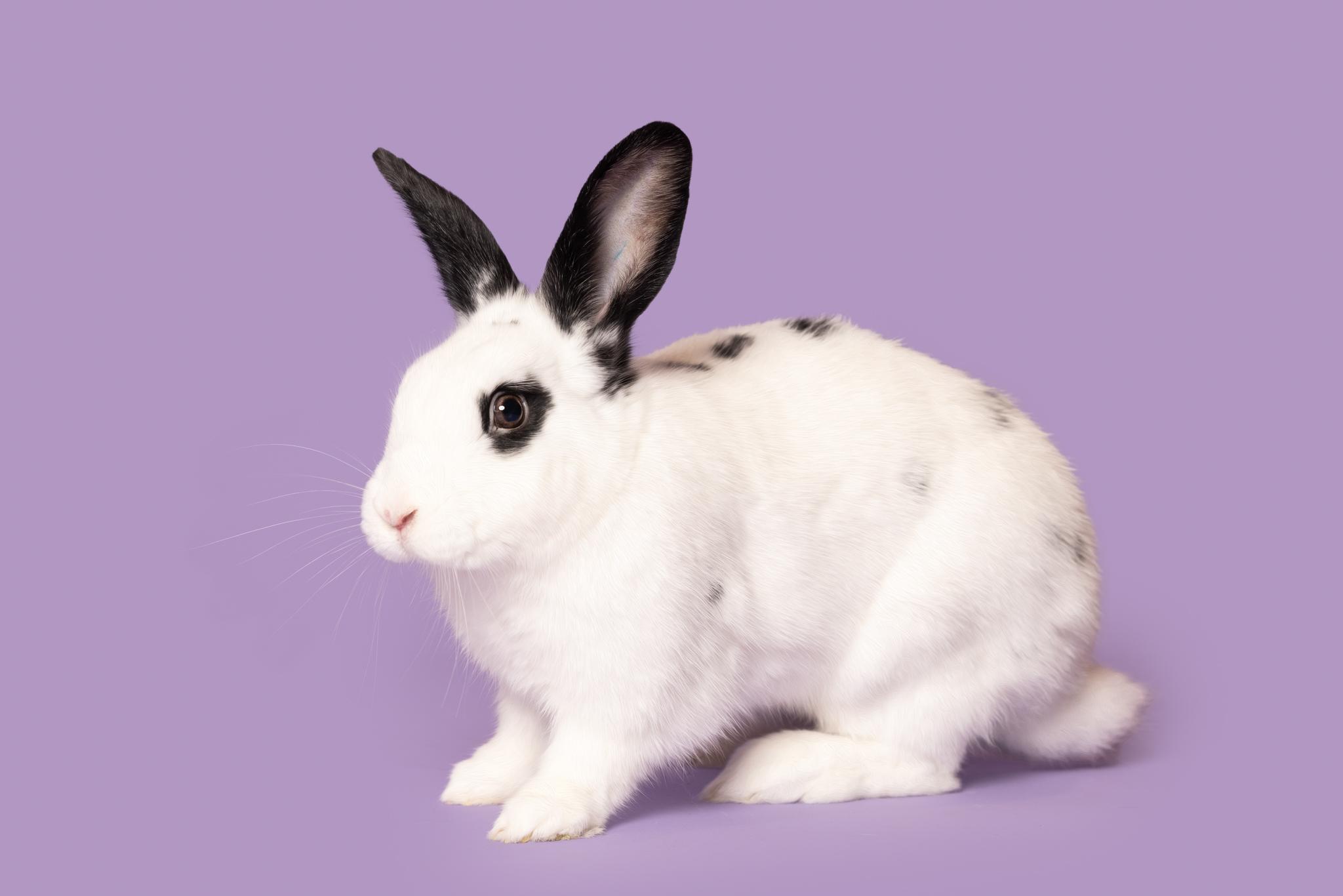 Thumper, Adoptable, Adult Male Hotot.