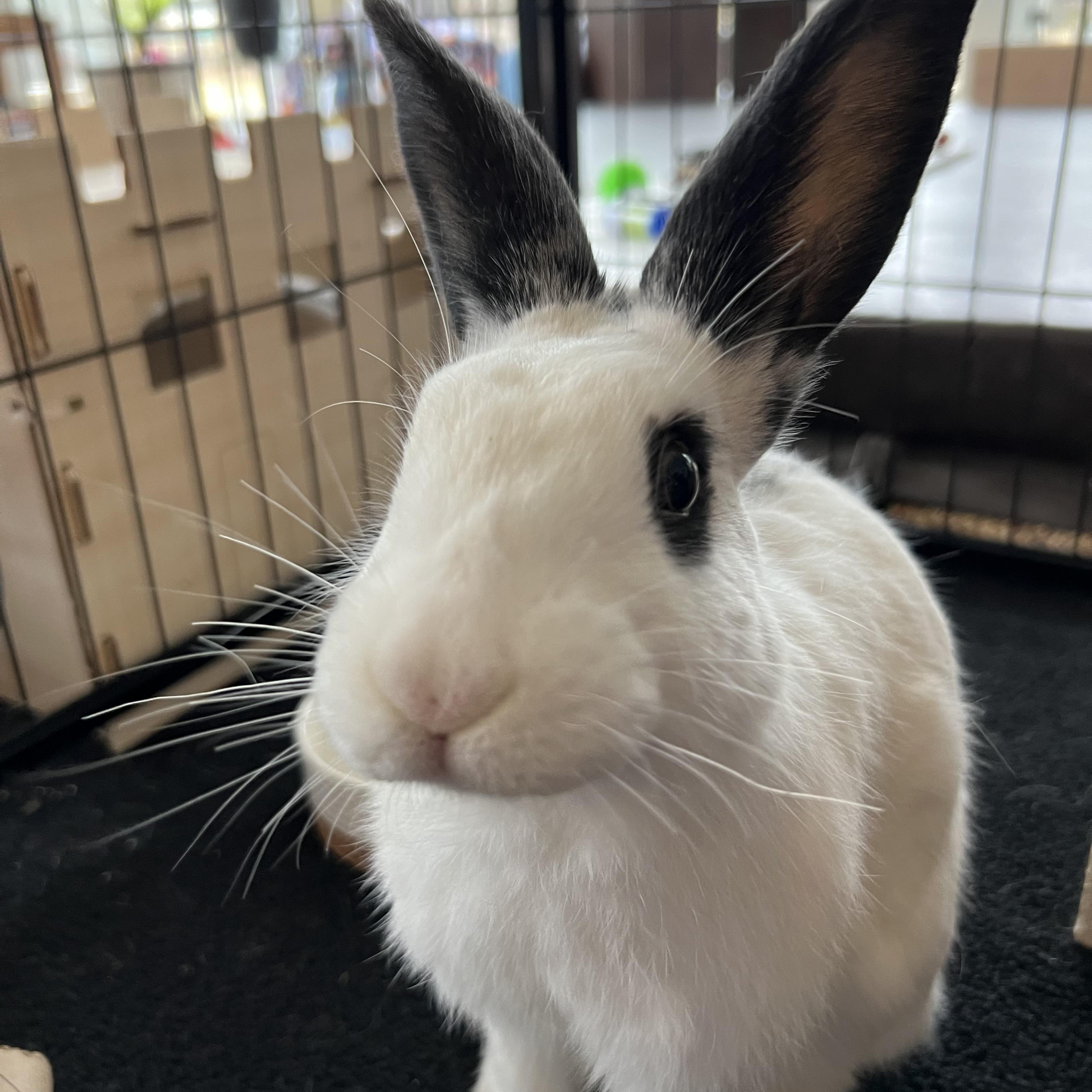 Thumper, a Adoptable mixed breed in Frederick, MD image 5/5