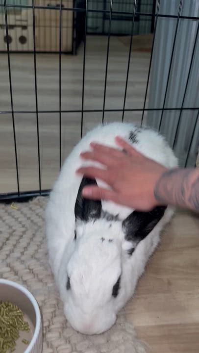Enlarge Thumper, a Adoptable mixed breed in Frederick, MD video 6/6