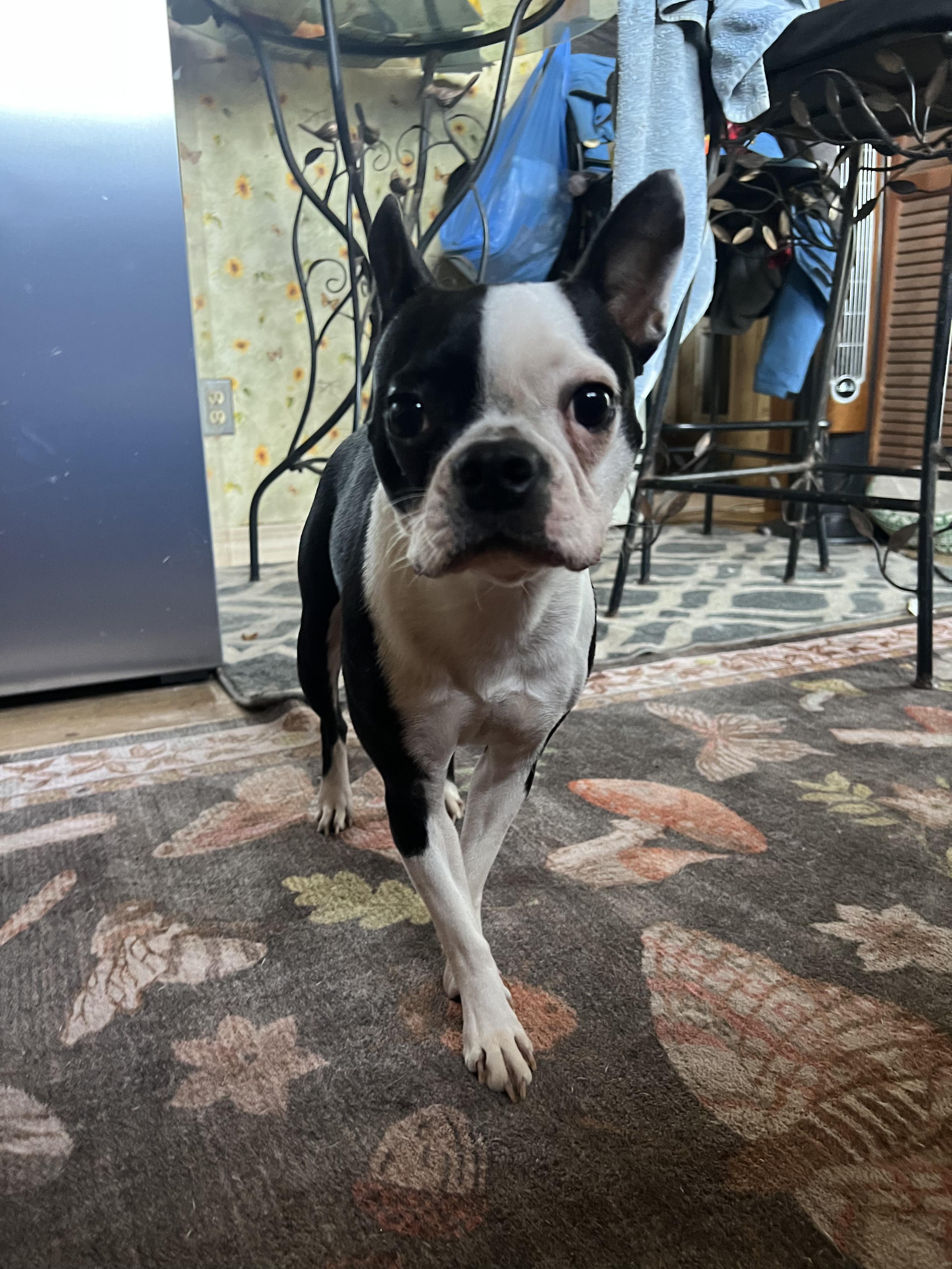 Enlarge Pebbles, an adopted Boston Terrier in Lake Mary, FL image 5/5