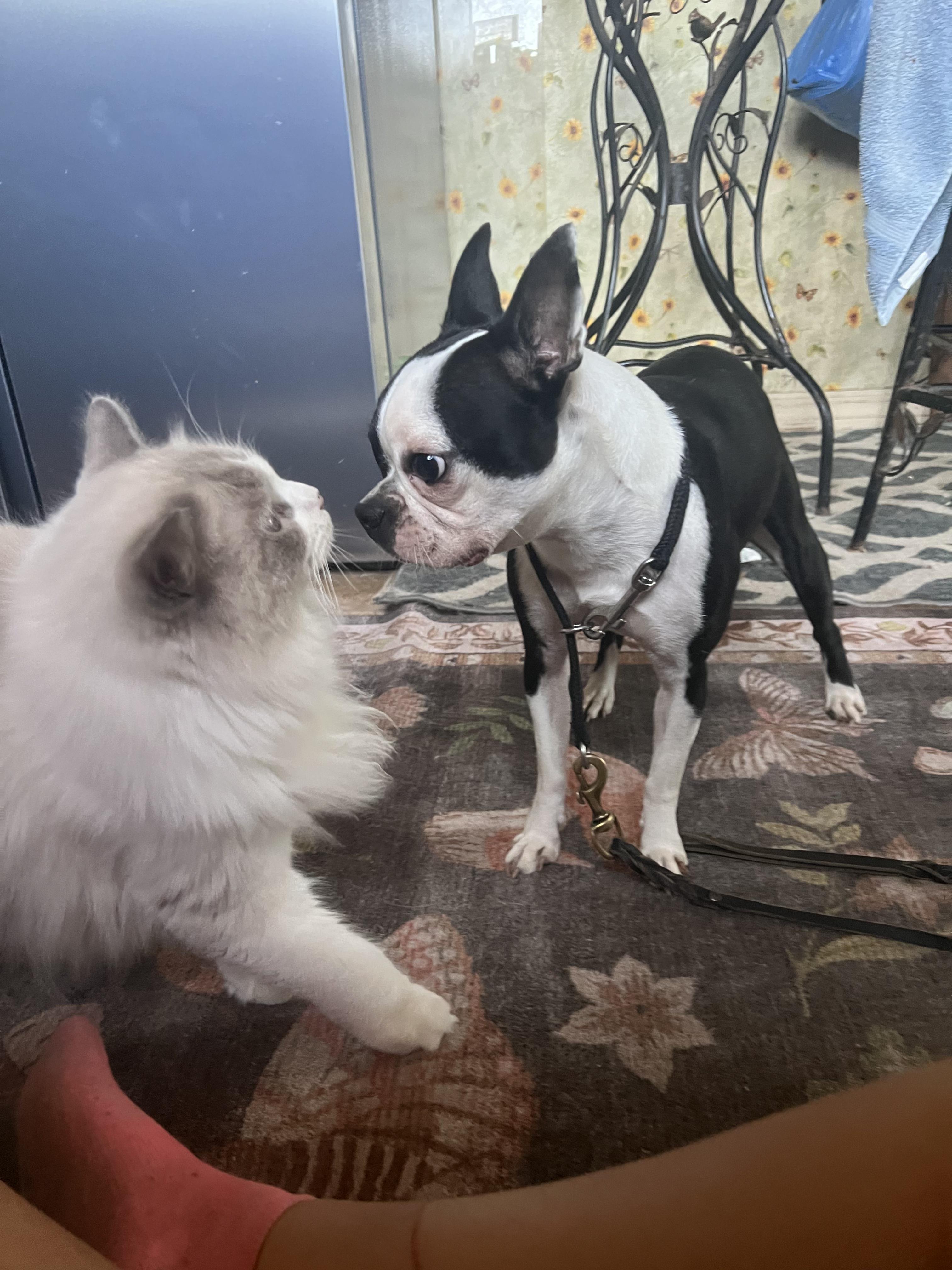 Pebbles, adopted, Young Female Boston Terrier.