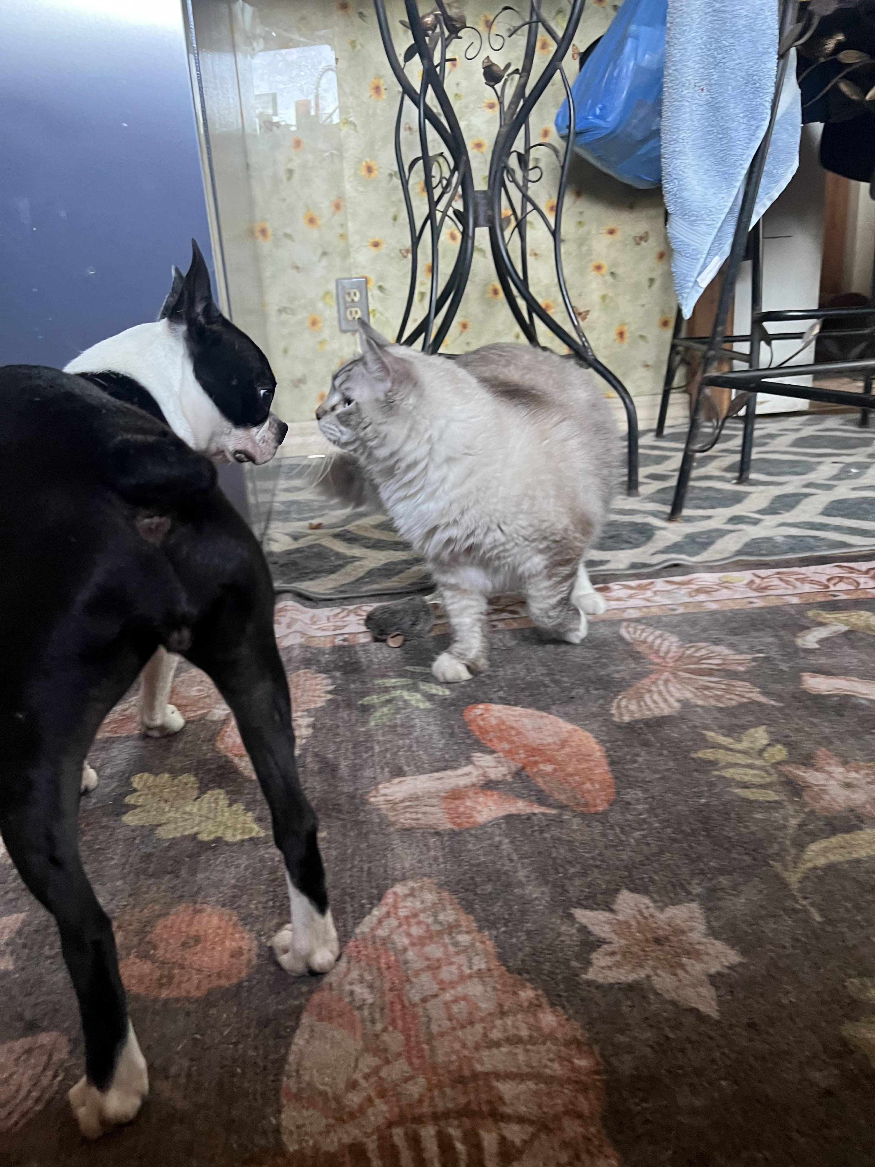 Enlarge Pebbles, an adopted Boston Terrier in Lake Mary, FL image 3/5