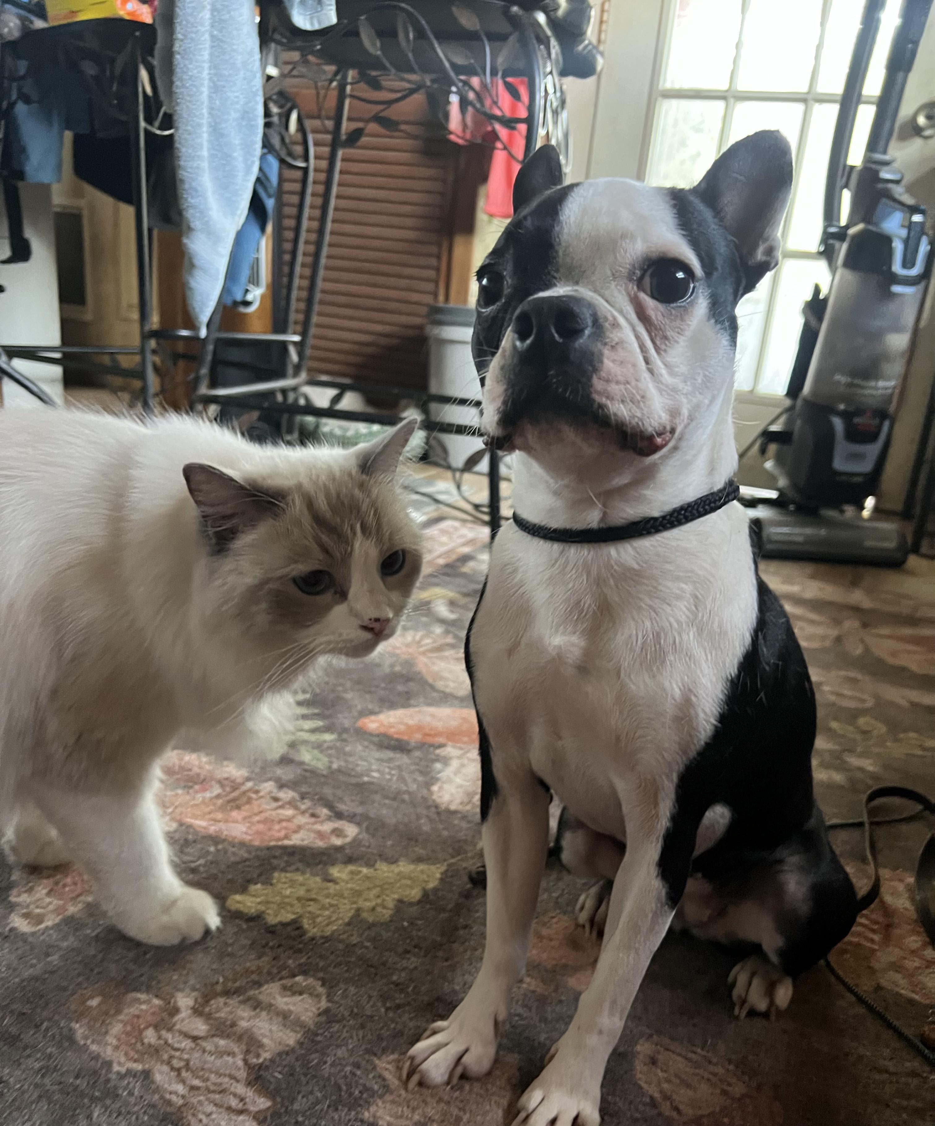 Enlarge Pebbles, an adopted Boston Terrier in Lake Mary, FL image 4/5