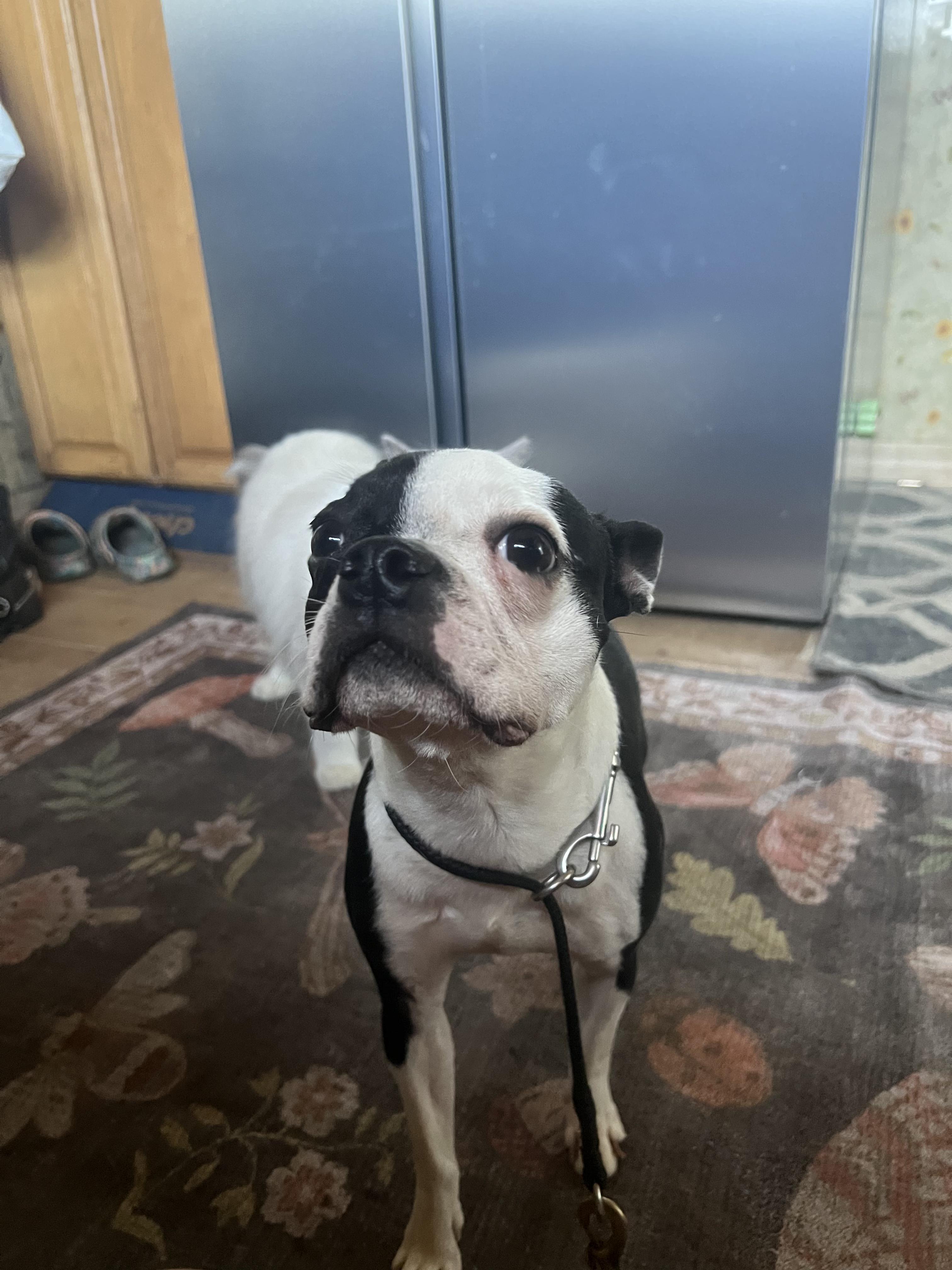 Enlarge Pebbles, an adopted Boston Terrier in Lake Mary, FL image 2/5
