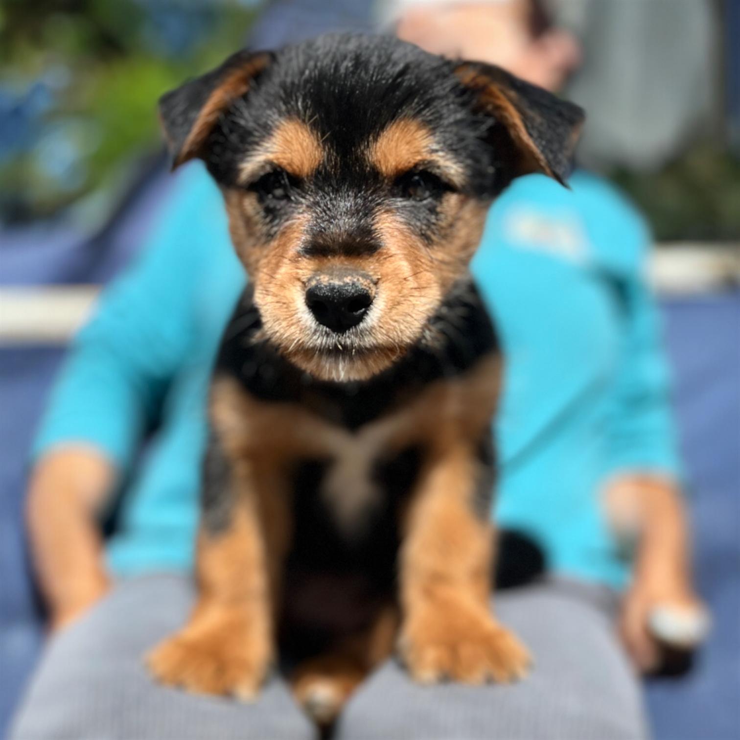 Enlarge Peter, a Adoptable mixed breed in Hillsborough, NJ image 1/1