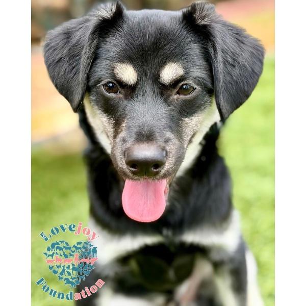 Butch, an adopted mixed breed in Inglewood, CA image 3/3