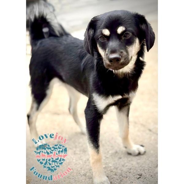 Butch, an adopted mixed breed in Inglewood, CA image 2/3