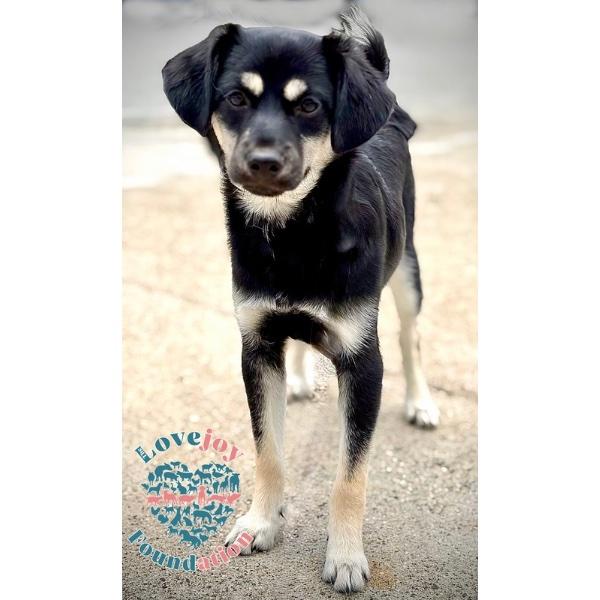 Butch, adopted, Puppy Male Shepherd.
