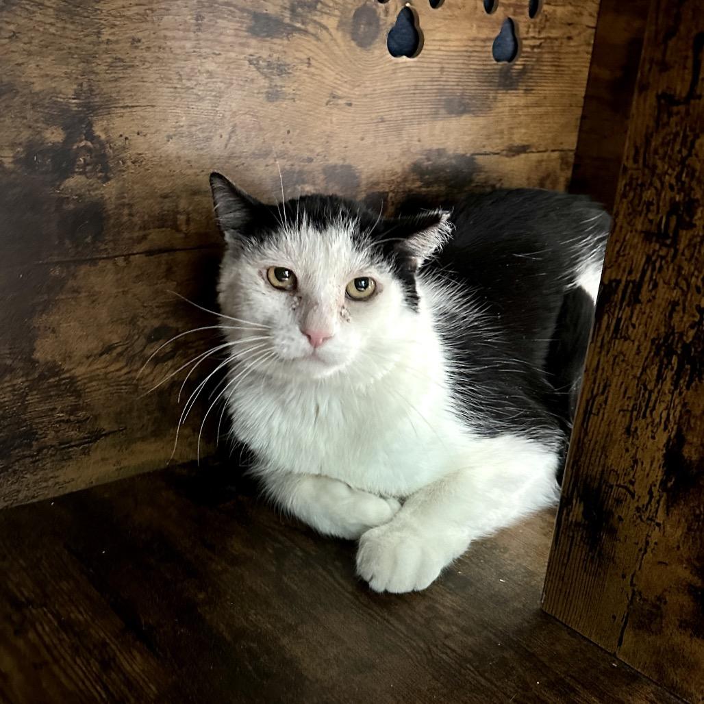 Spot, Adoptable, Senior Male Domestic Short Hair.