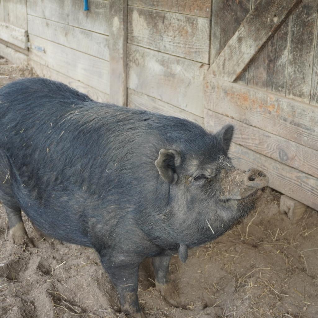Enlarge Magnet, a Adoptable Pig in Asheville, NC image 1/6