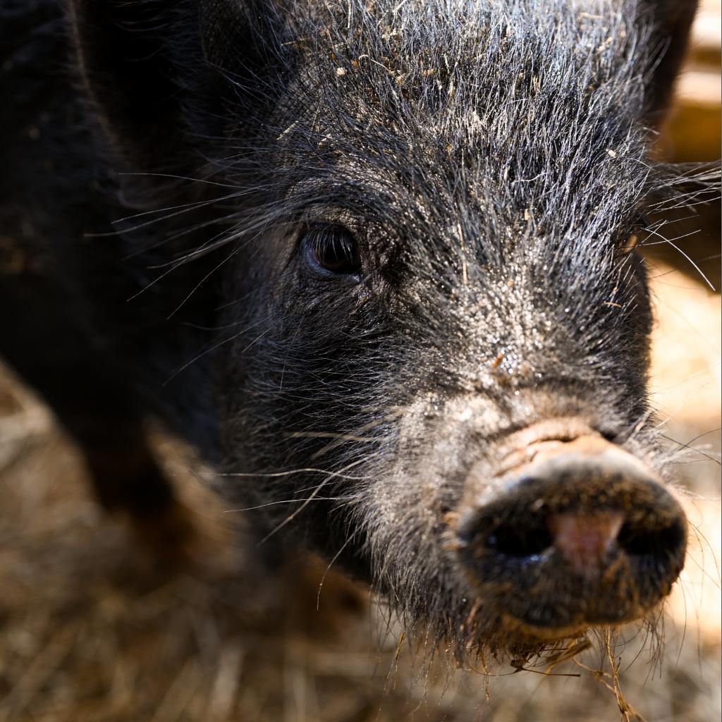Magnet, a Adoptable Pig in Asheville, NC image 2/6