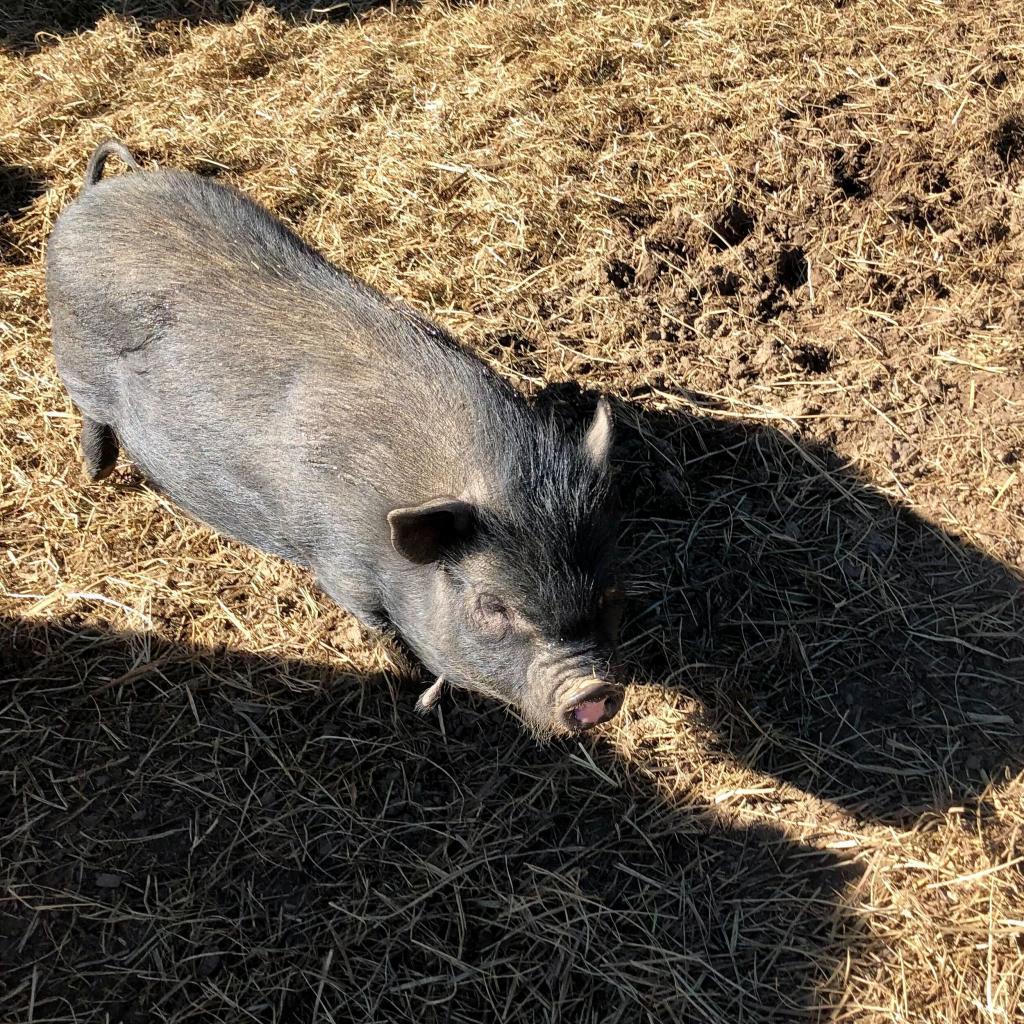 Enlarge Magnet, a Adoptable Pig in Asheville, NC image 3/6