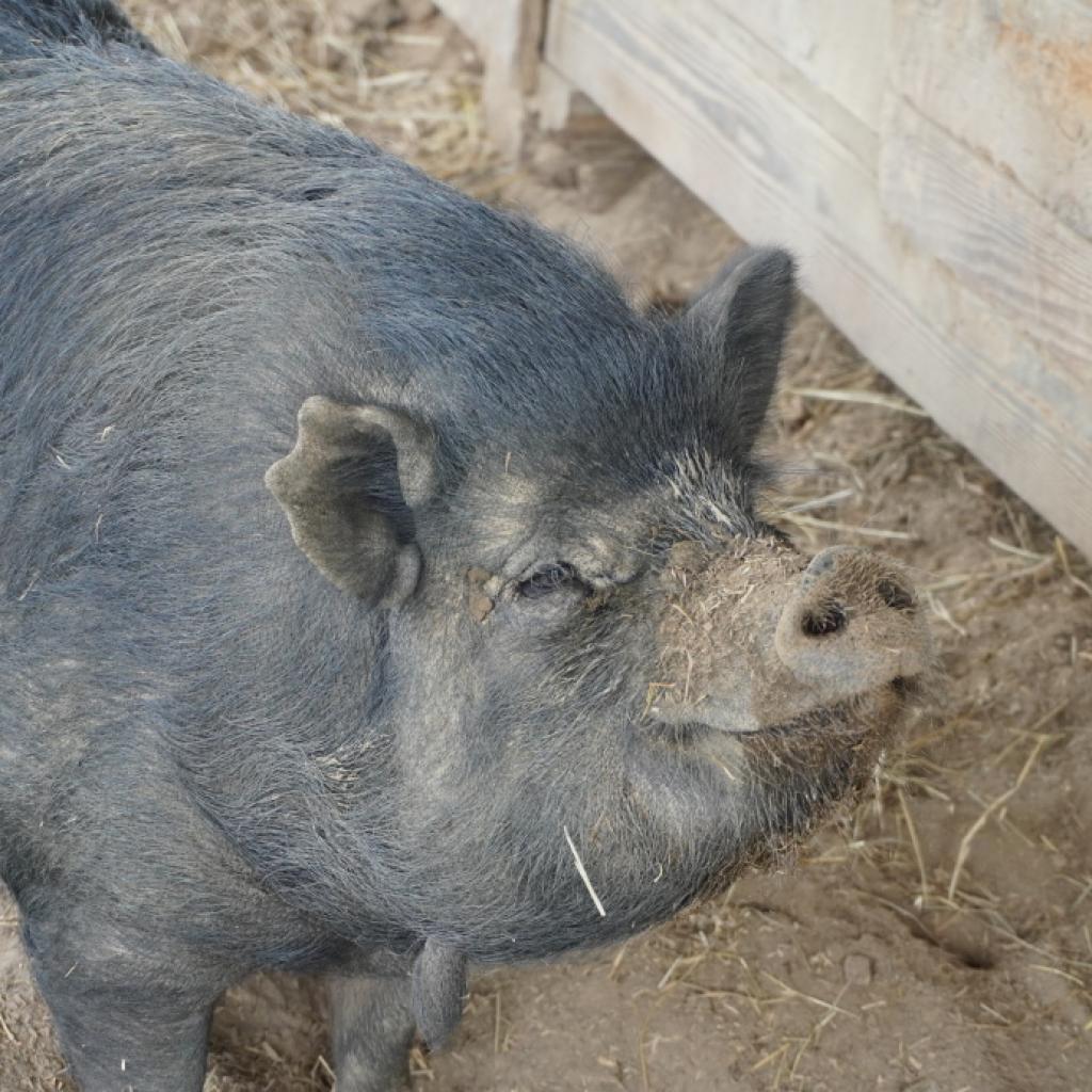 Enlarge Magnet, a Adoptable Pig in Asheville, NC image 4/6