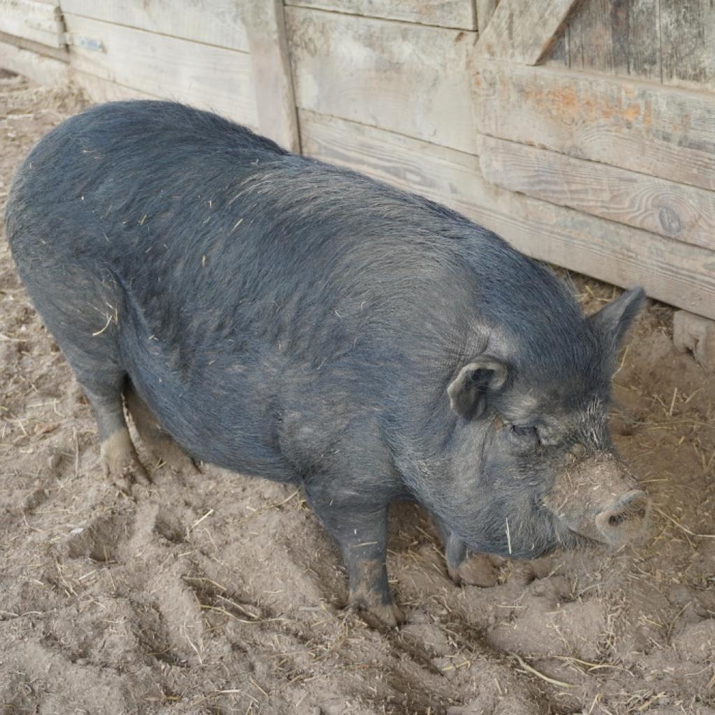 Enlarge Magnet, a Adoptable Pig in Asheville, NC image 5/6