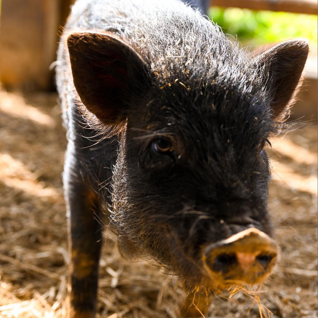 Enlarge Magnet, a Adoptable Pig in Asheville, NC image 6/6
