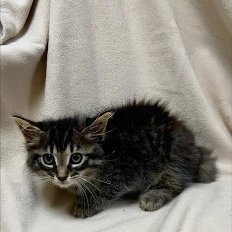 Enlarge Star, a Adoptable Domestic Long Hair in Donalsonville, GA image 2/2