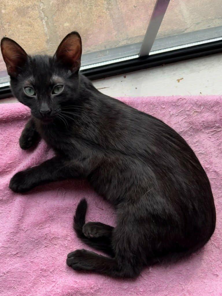 Azalea — thumbnail 3