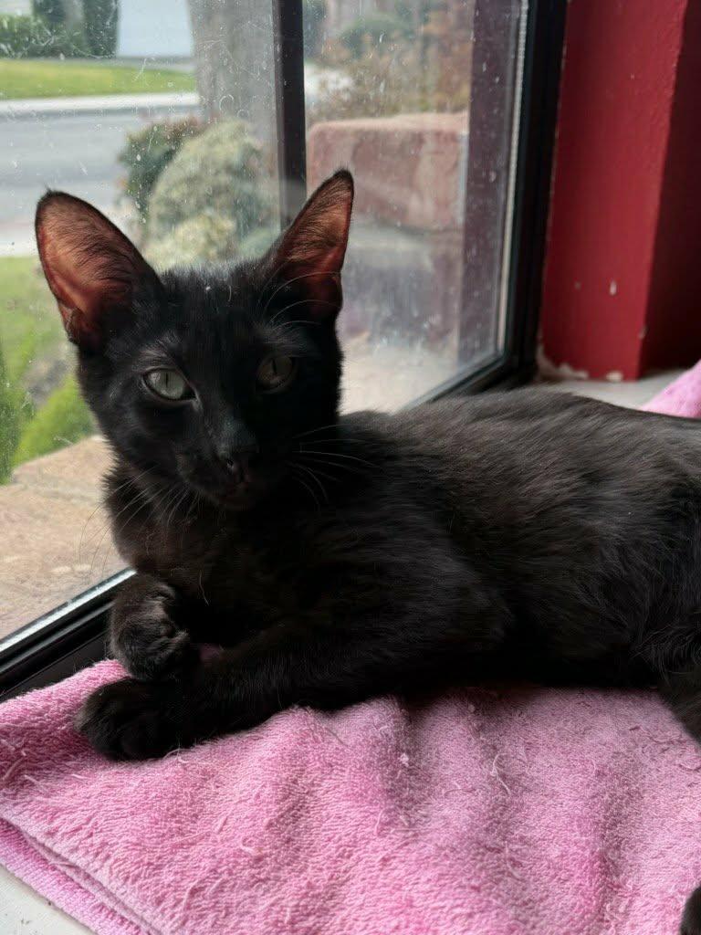 Azalea — thumbnail 4