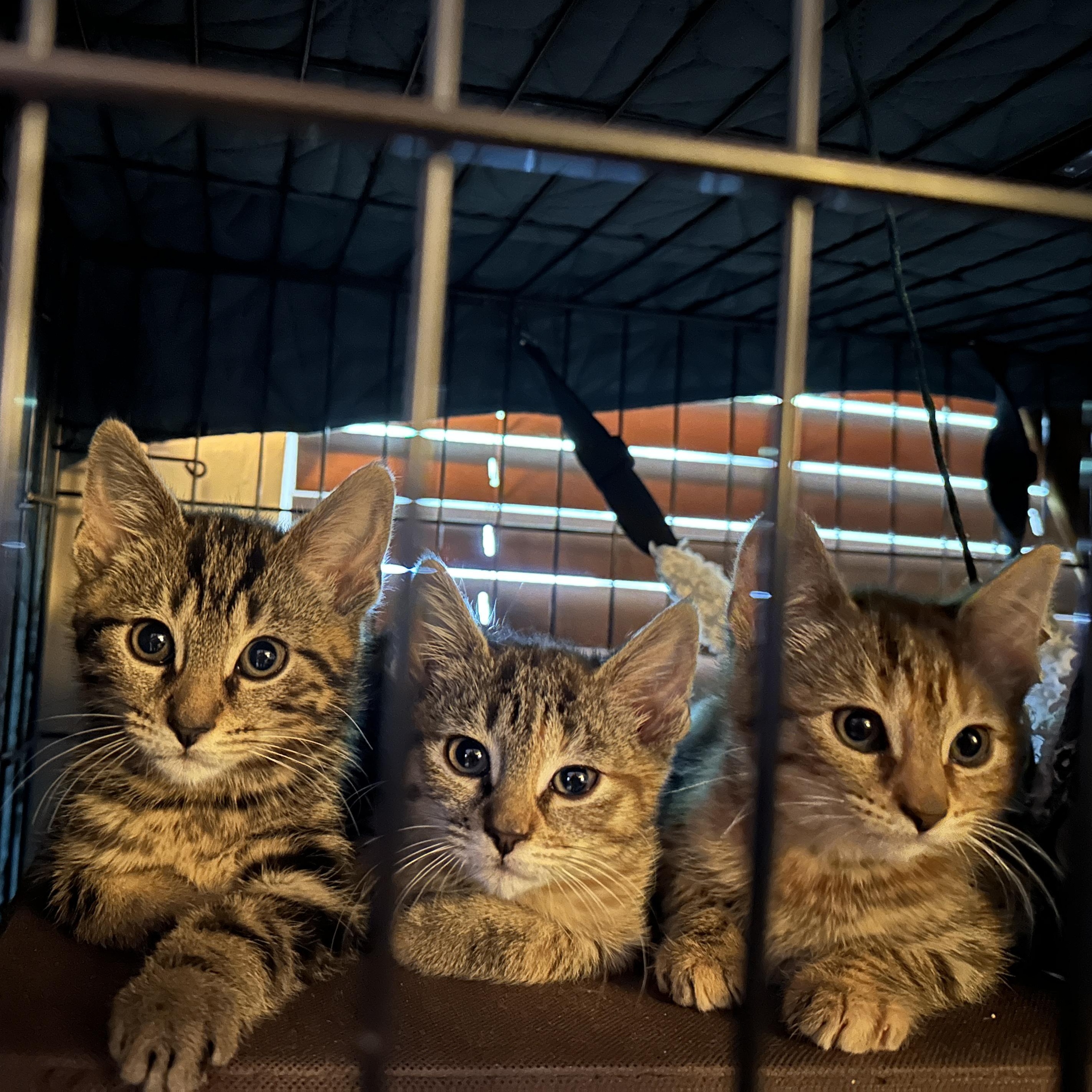 E Kittens Ready Mid May, ADOPTABLE, Kitten Male Domestic Short Hair.