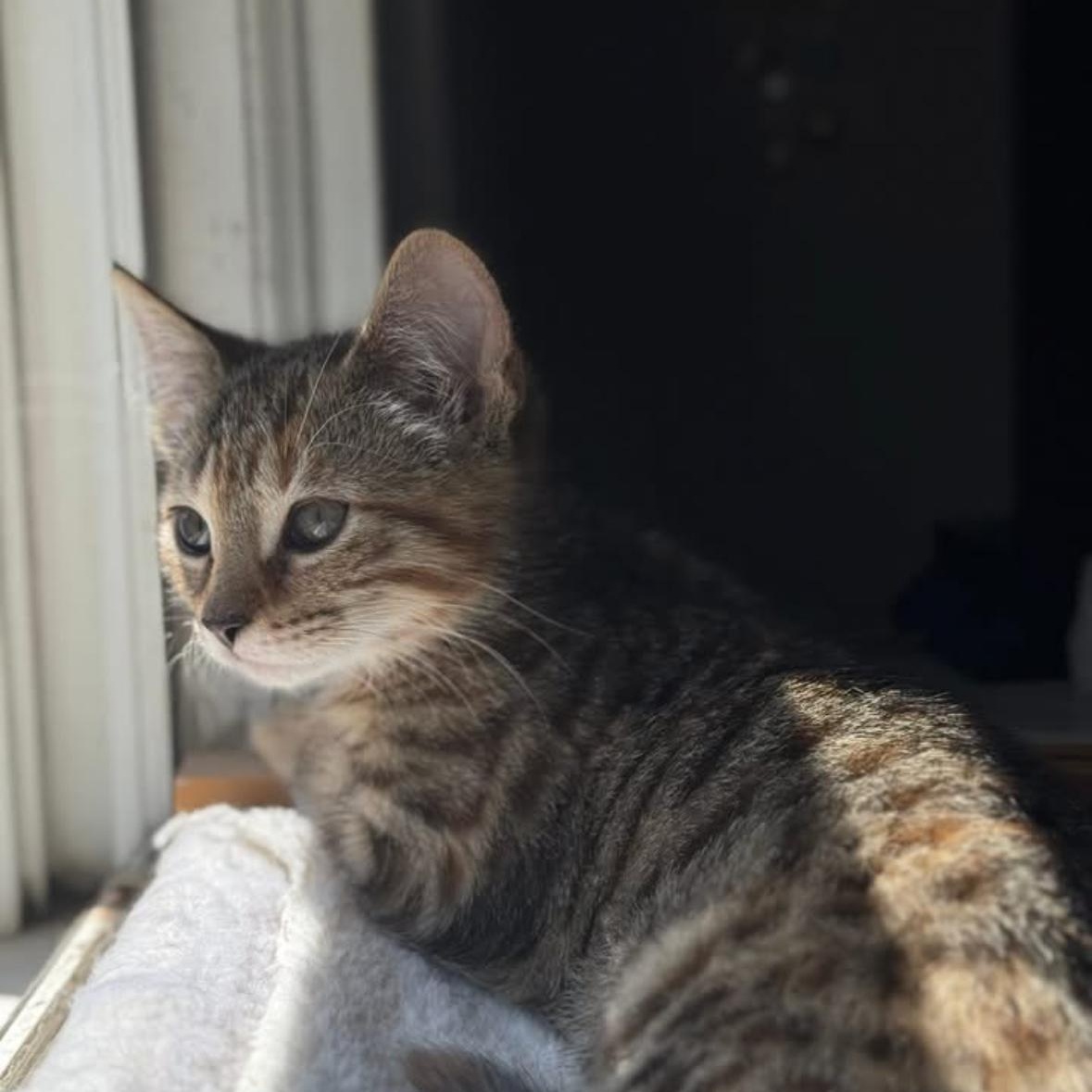 E Kittens Ready Mid May, a ADOPTABLE Domestic Short Hair in Clifton, NJ image 6/6