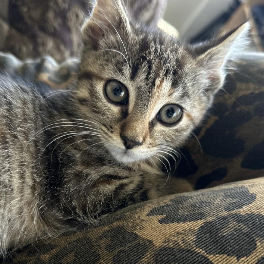 E Kittens Ready Mid May, a ADOPTABLE Domestic Short Hair in Clifton, NJ image 4/6