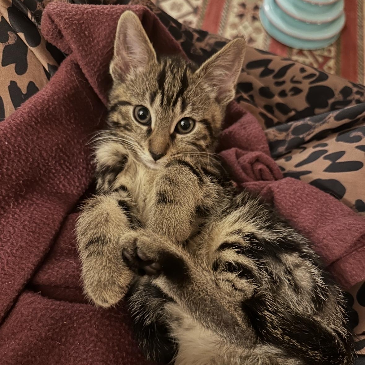 E Kittens Ready Mid May, a ADOPTABLE Domestic Short Hair in Clifton, NJ image 3/6