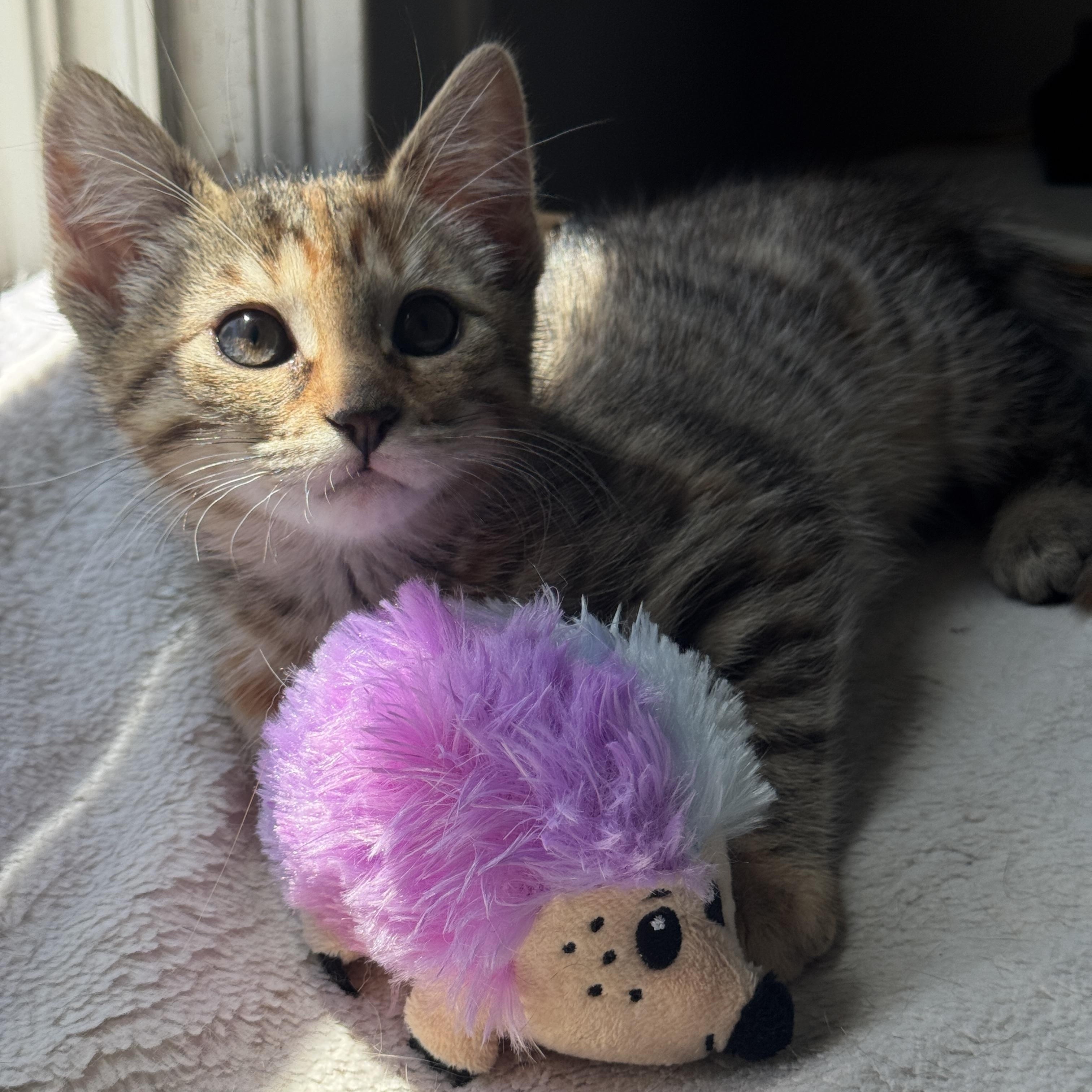 E Kittens Ready Mid May, a ADOPTABLE Domestic Short Hair in Clifton, NJ image 2/6