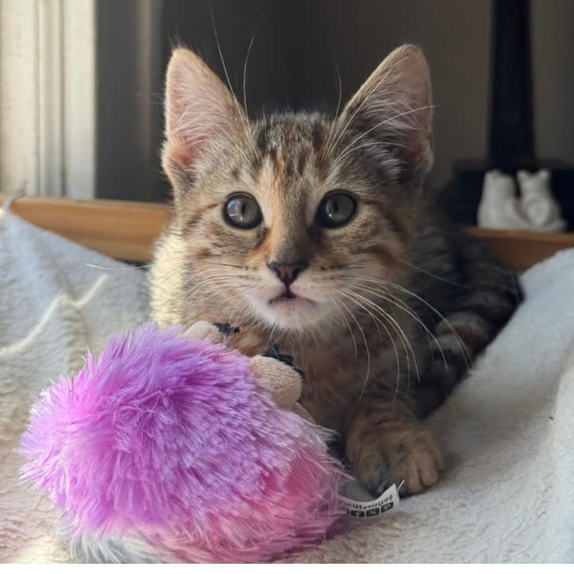 E Kittens Ready Mid May, a ADOPTABLE Domestic Short Hair in Clifton, NJ image 5/6