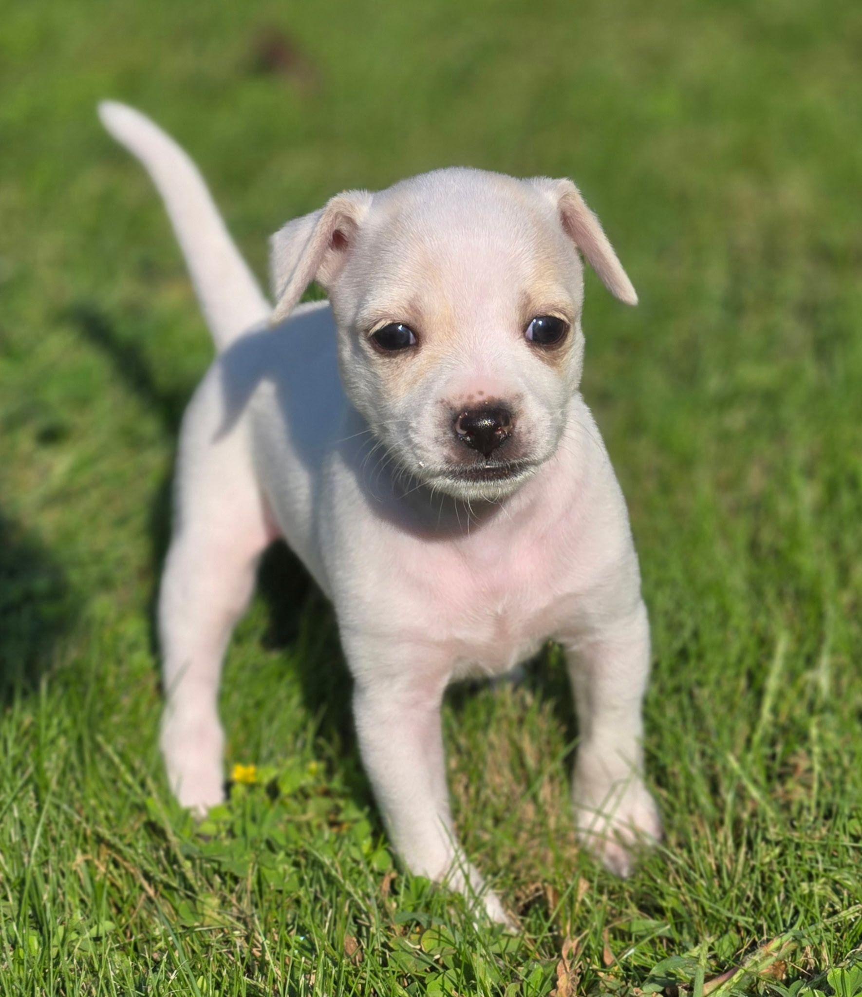 Faith, Adopted, Young Female Chihuahua.
