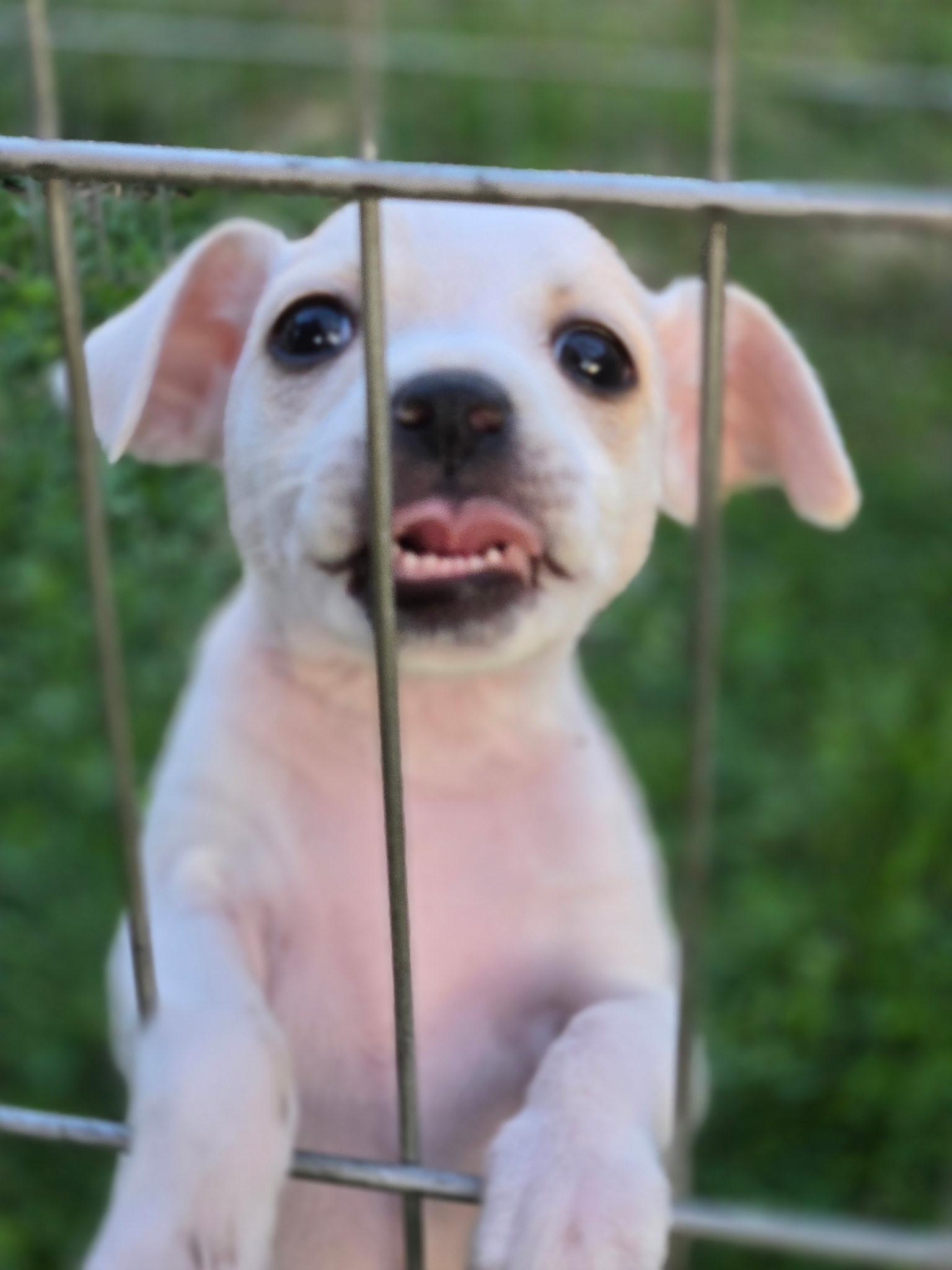 Faith, a Adopted Chihuahua in LEWISTON, ID image 2/4